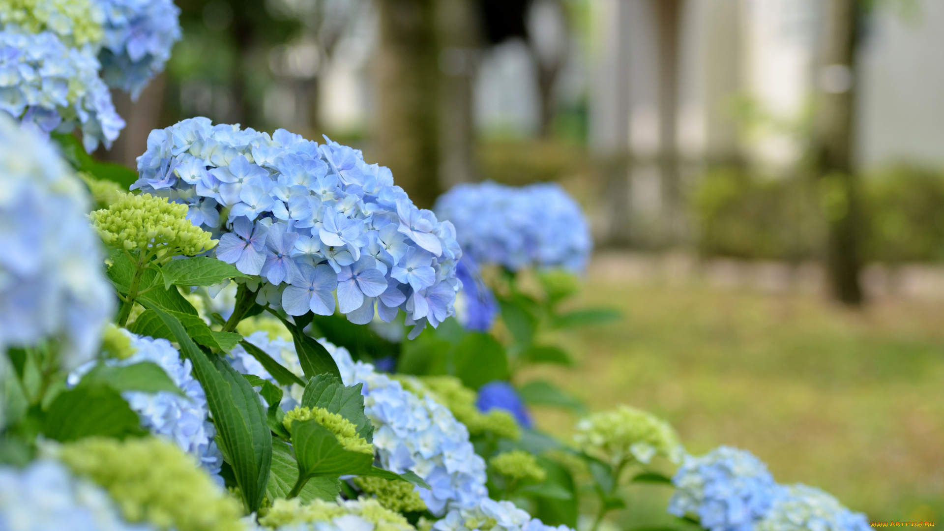 цветы, гортензия, голубая