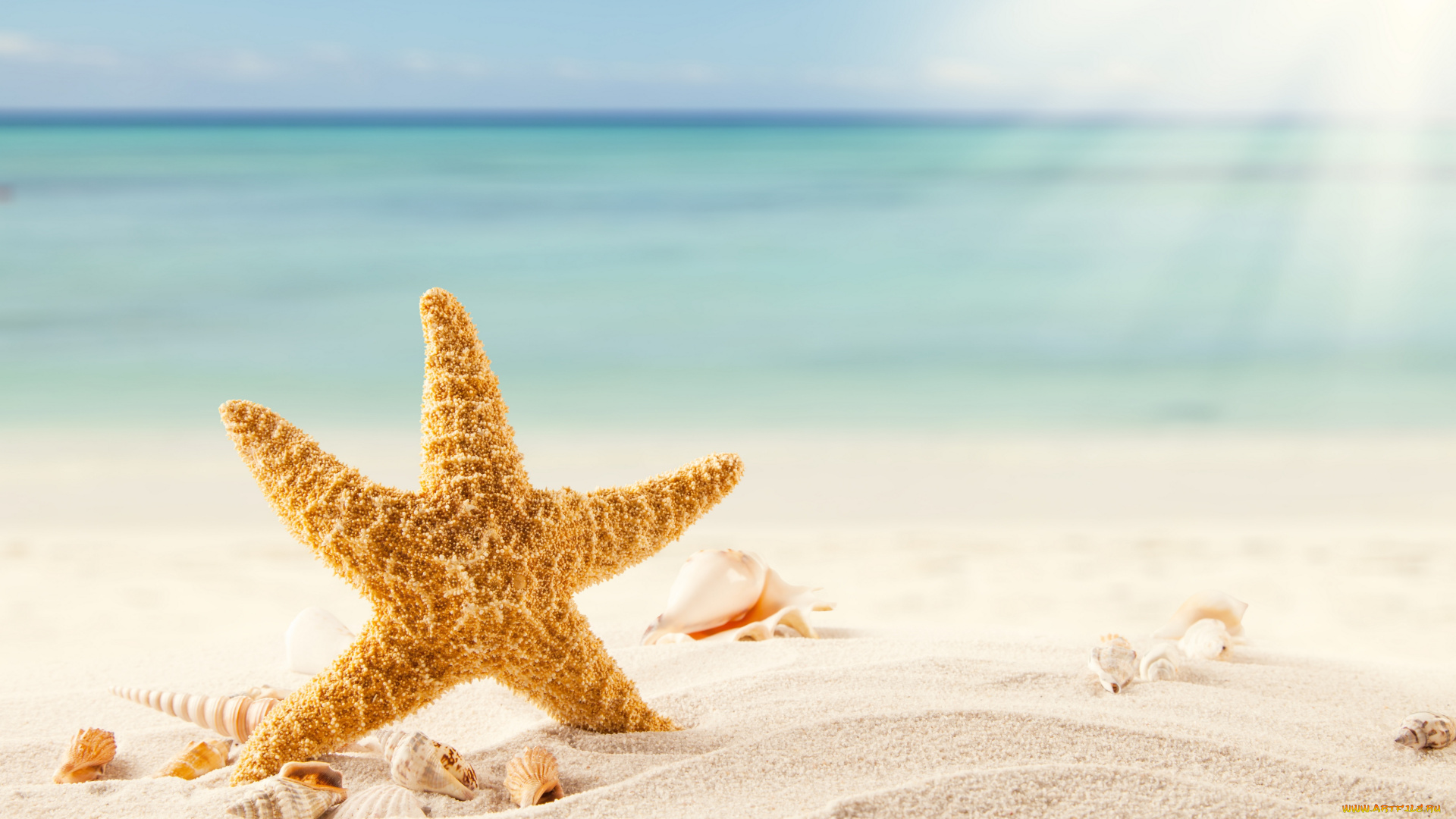 разное, ракушки, , кораллы, , декоративные, и, spa-камни, tropics, морская, звезда, песок, пляж, starfish, sand, море, тропики, shells, beach, sea