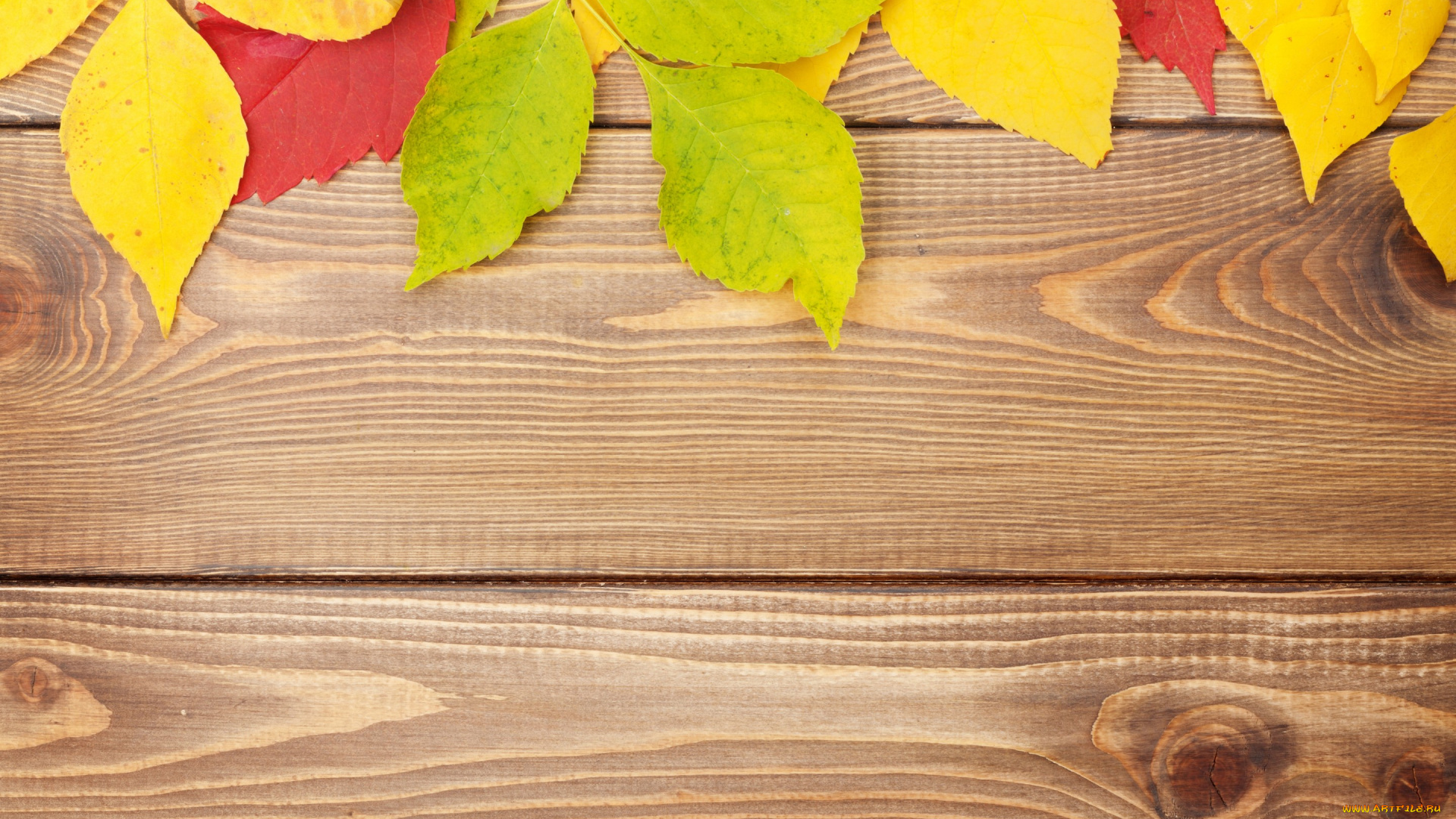 природа, листья, texture, wood, colorful, дерево, leaves, осенние, фон, autumn