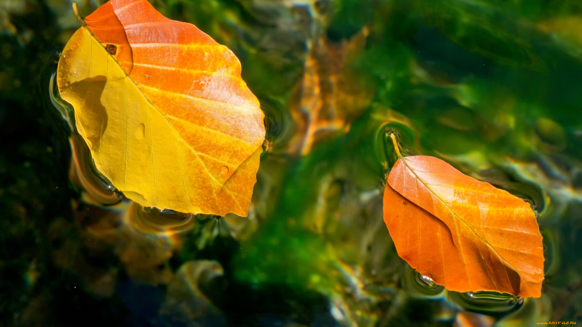 природа, листья, вода, осень