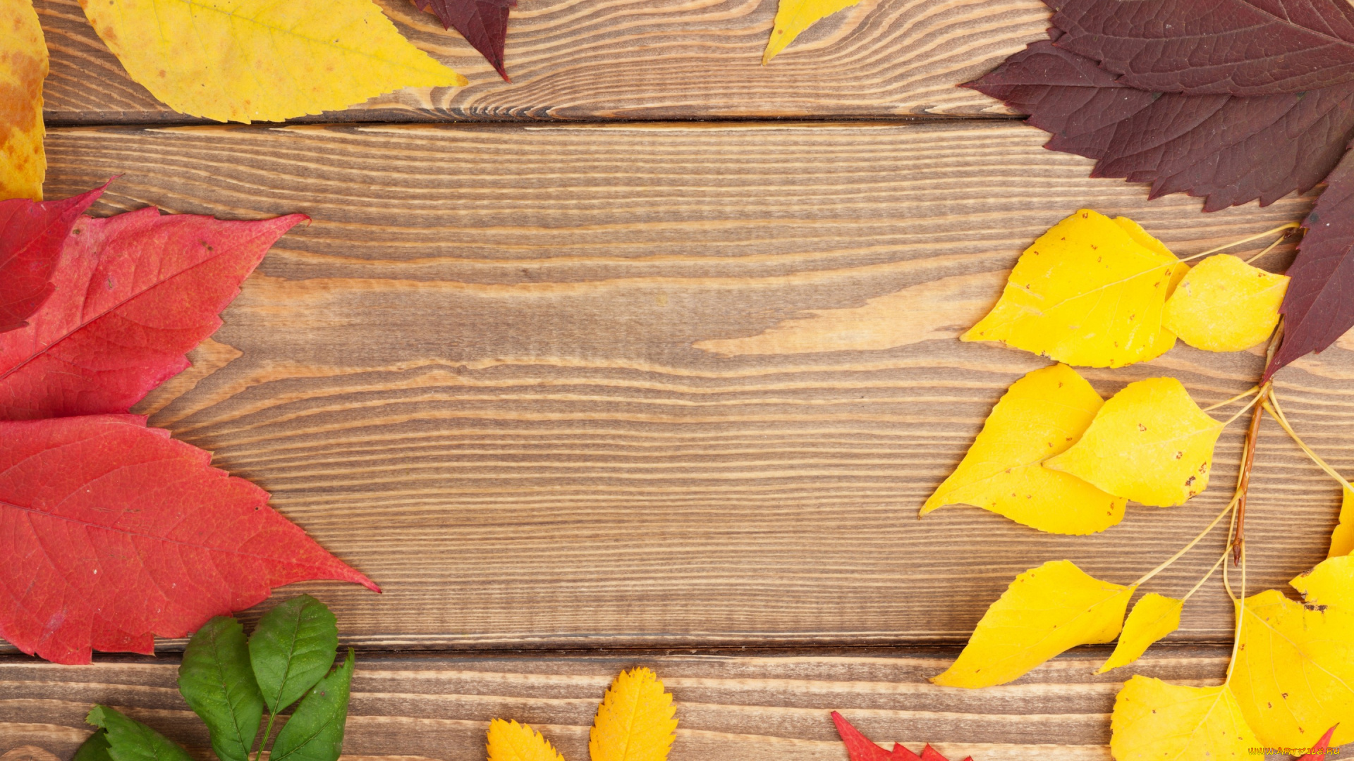 природа, листья, wood, texture, leaves, colorful, дерево, осенние, autumn