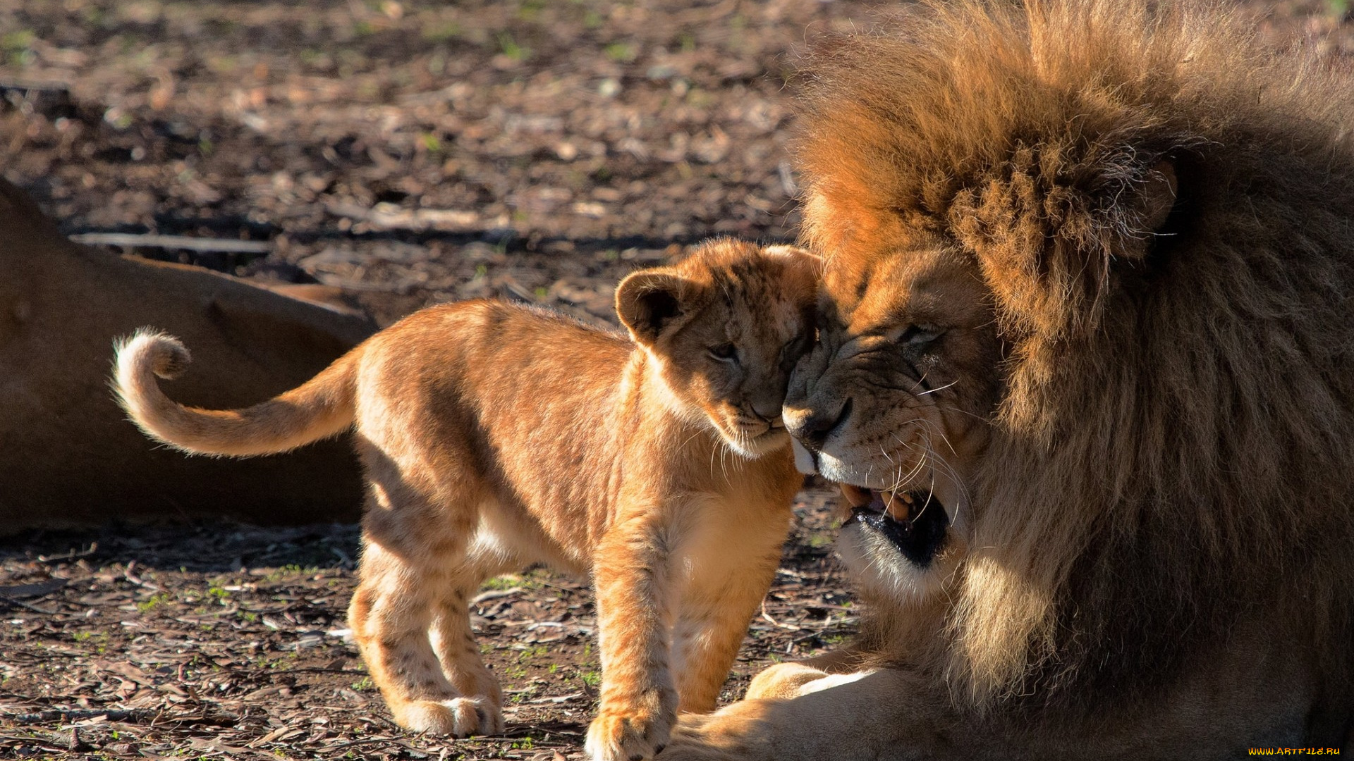 животные, львы, лев, львёнок, детёныш, отцовство, любовь