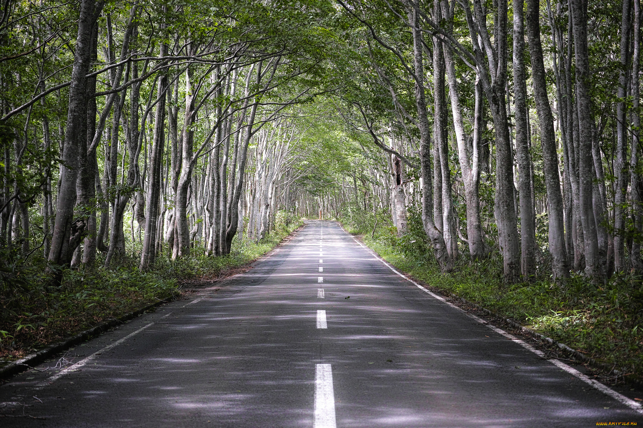 природа, дороги, дорога, деревья