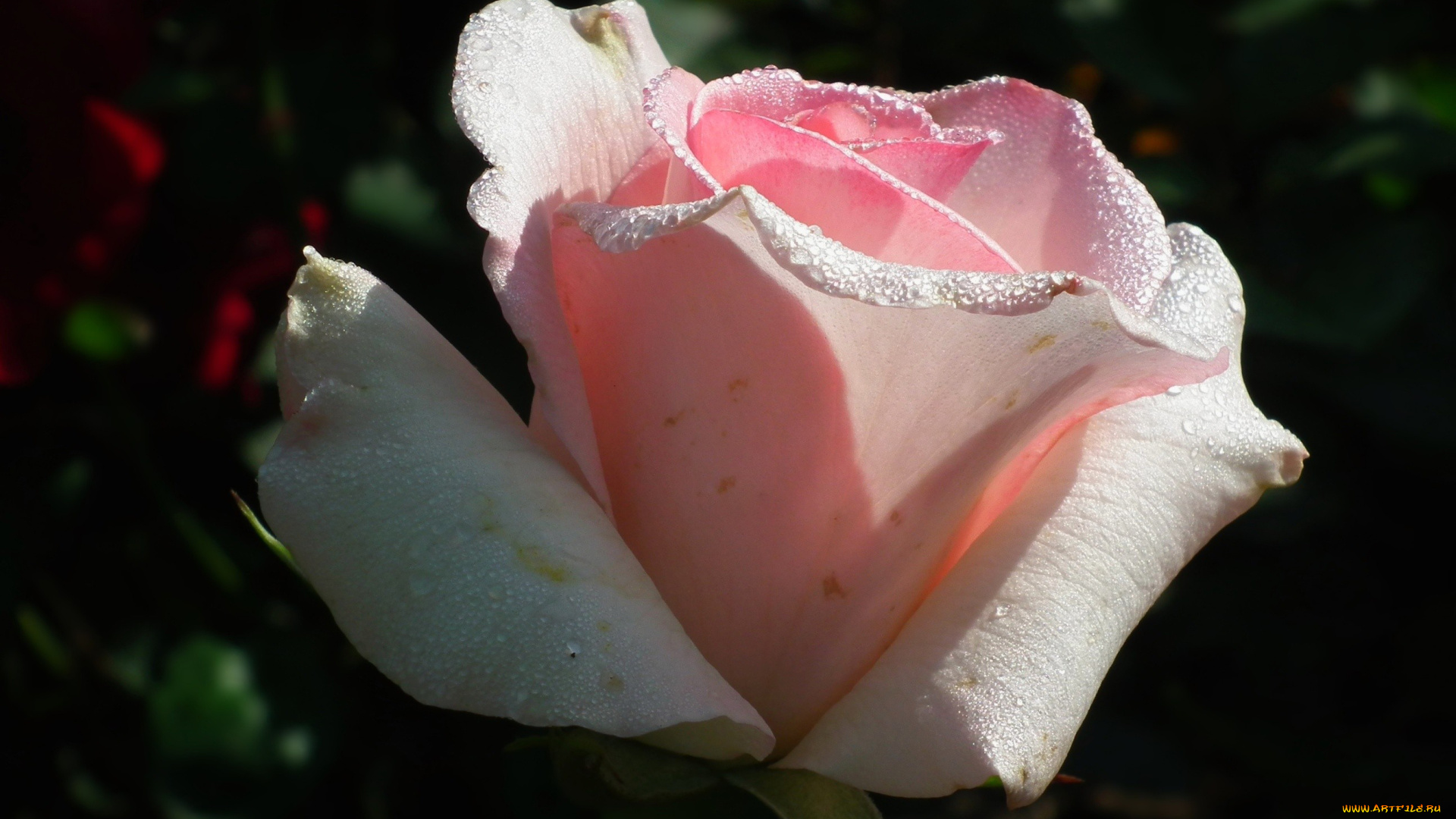 цветы, розы, бутон, розовый, капли