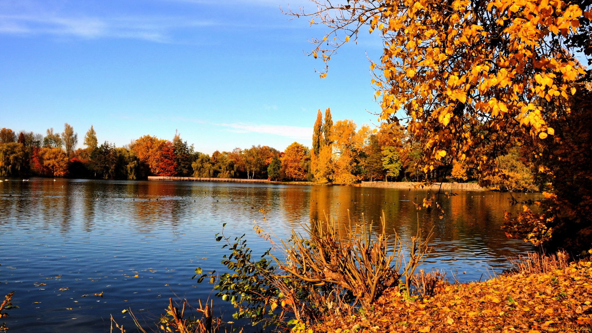 природа, реки, озера, эмшер, осень, рекa, гладбек, германия, желтые, листья, ветки, деревья