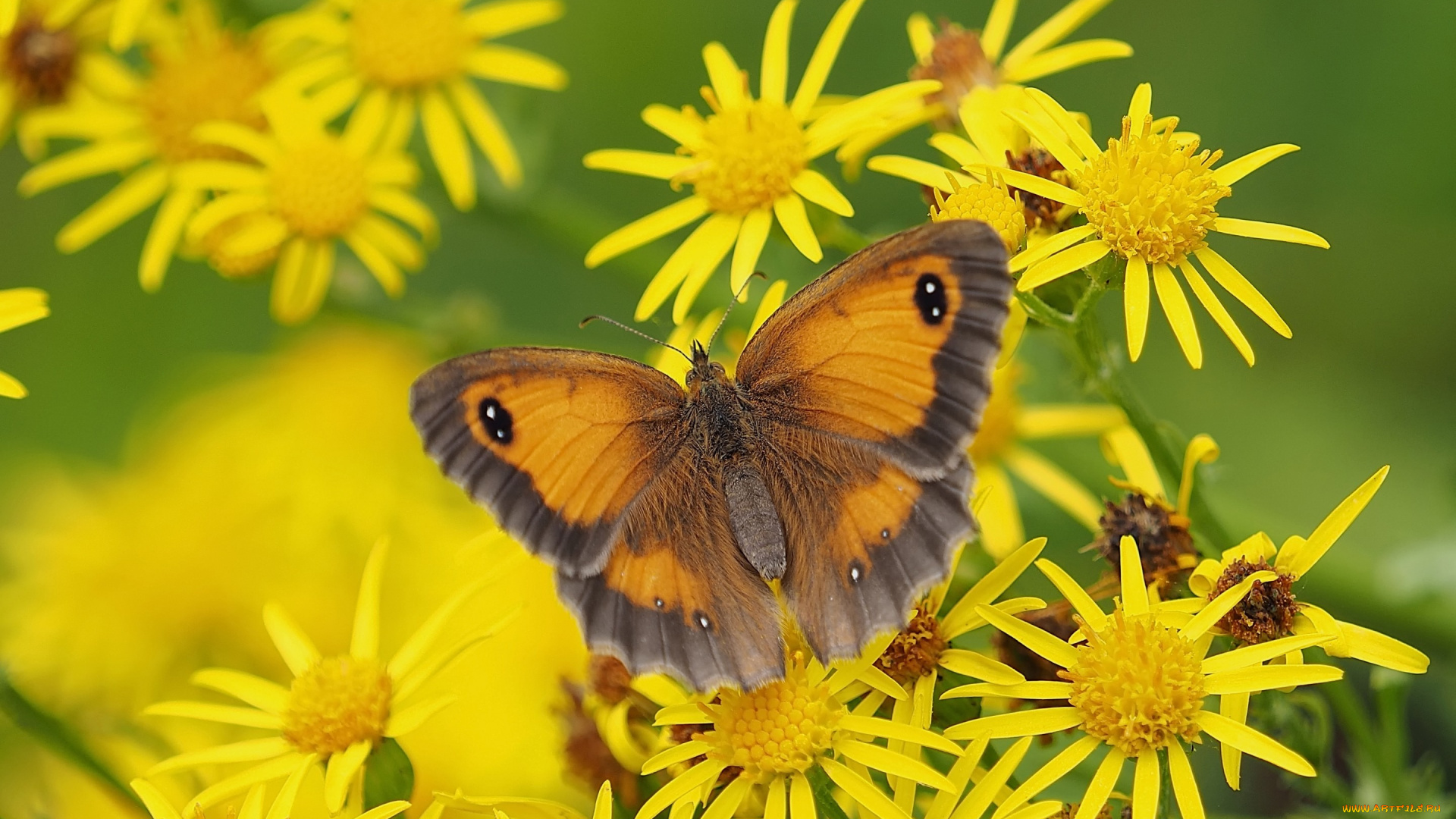 животные, бабочки, , мотыльки, , моли, бабочка, макро, цветы, Якобея, крупноглазка, жёлто-бурая