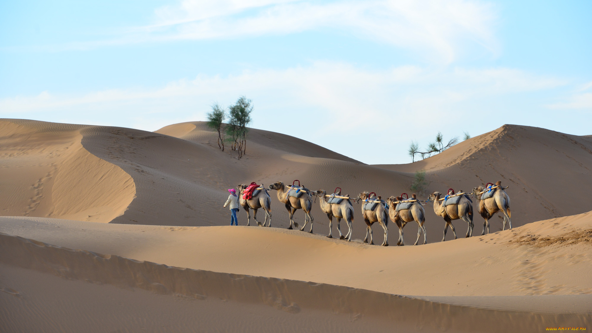 животные, верблюды, пустыня, караван, песок