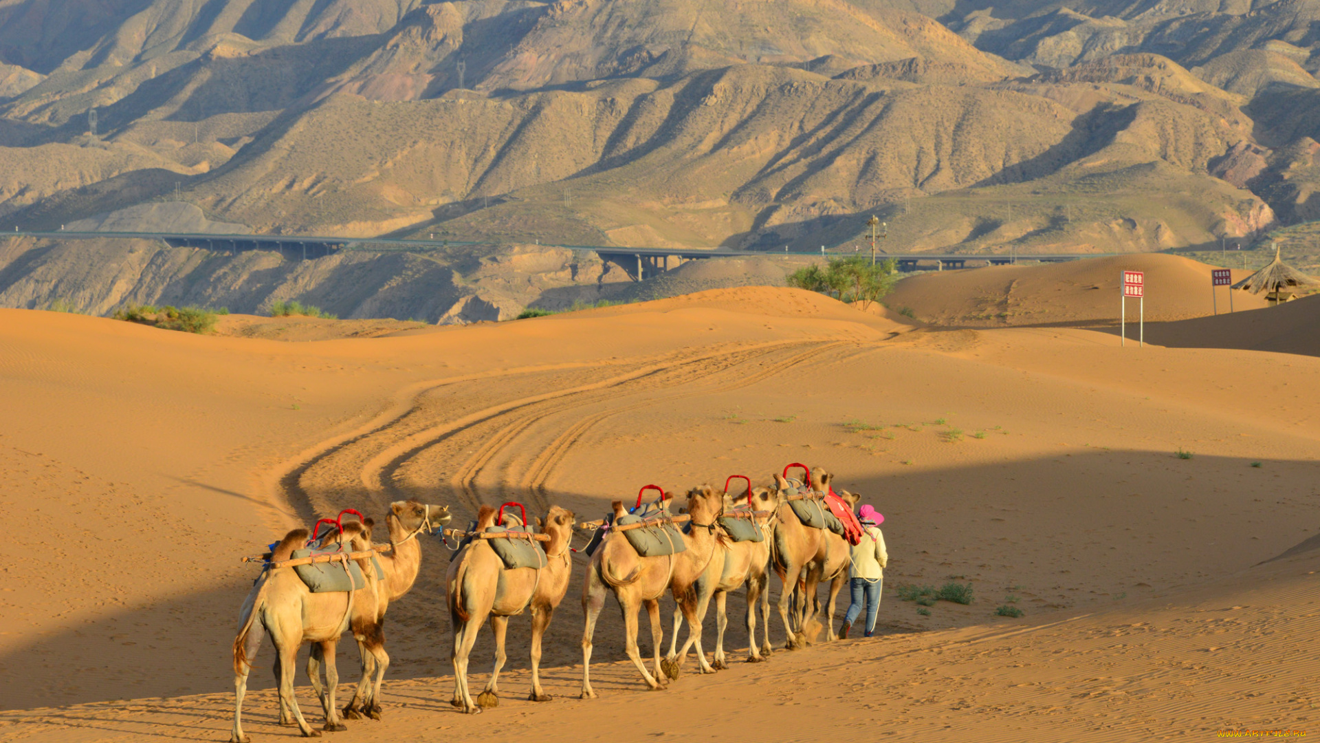 животные, верблюды, пустыня, караван, песок