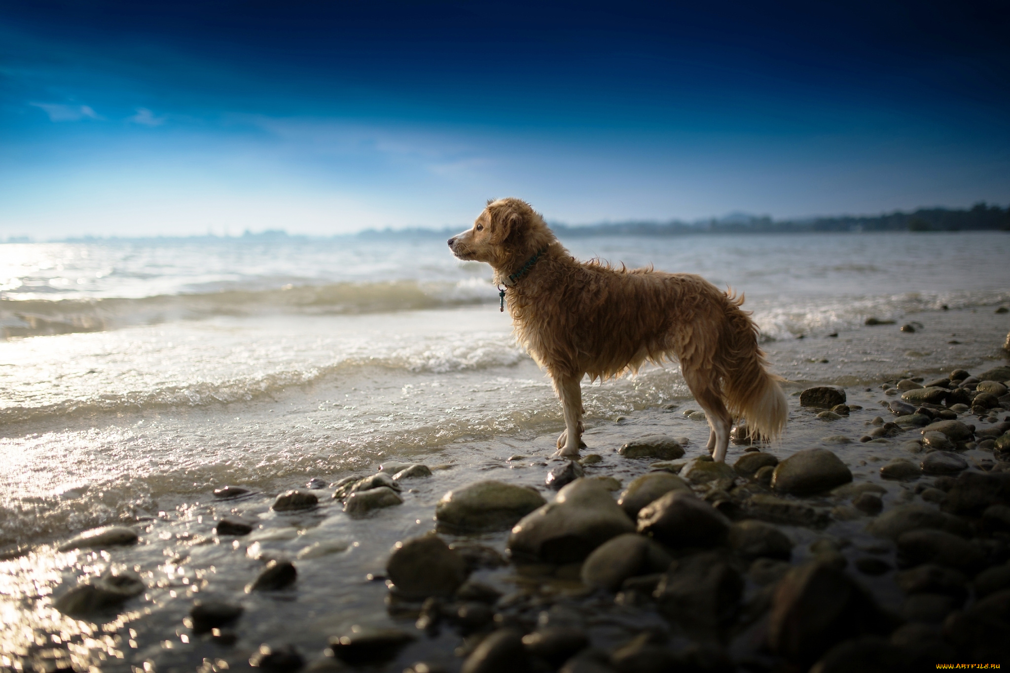 природа животные собака море скачать