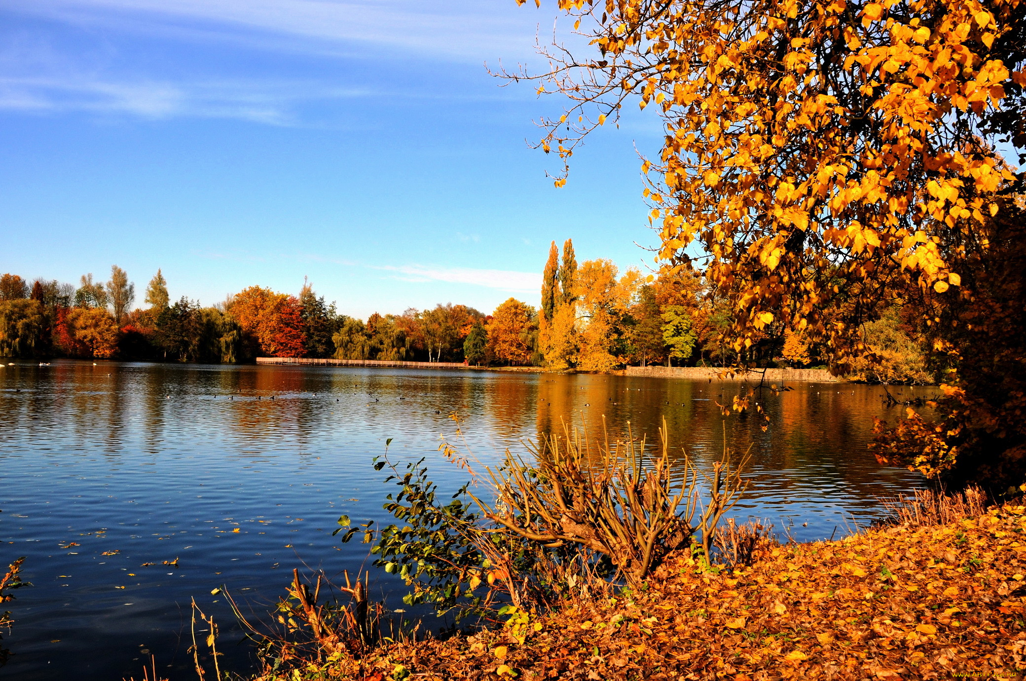 природа, реки, озера, эмшер, осень, рекa, гладбек, германия, желтые, листья, ветки, деревья