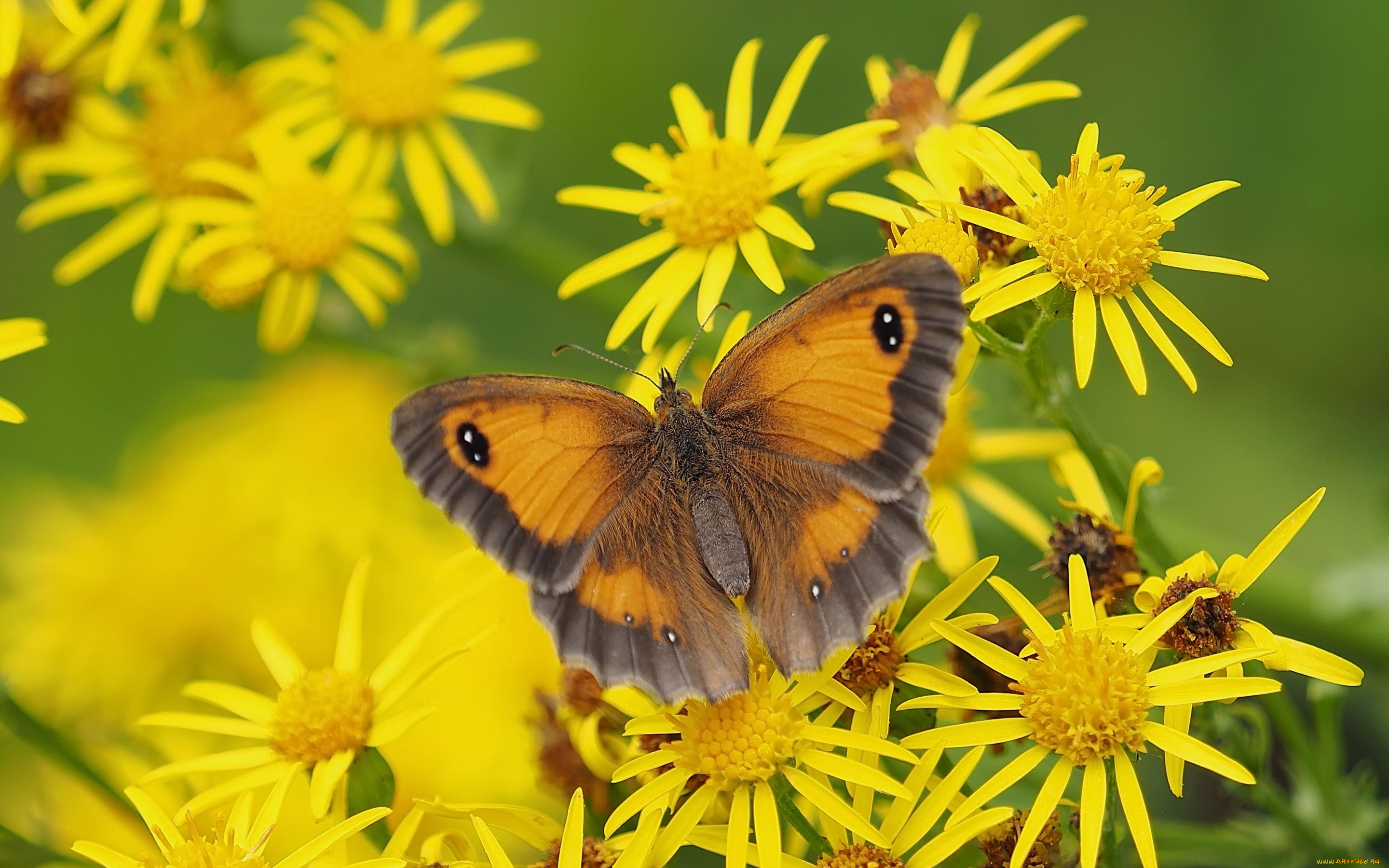 животные, бабочки, , мотыльки, , моли, бабочка, макро, цветы, Якобея, крупноглазка, жёлто-бурая