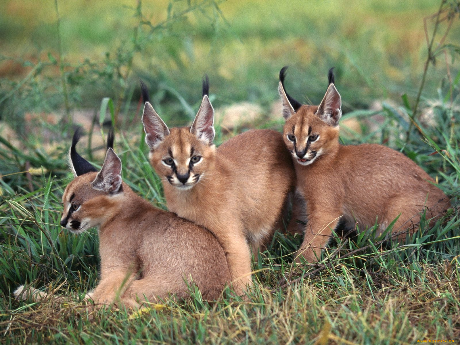 caracals, животные, рыси