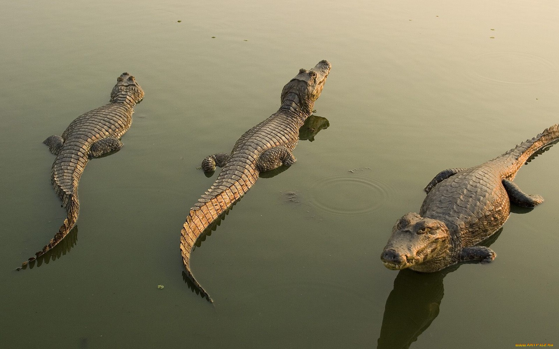 крокодил перед охотой без смс