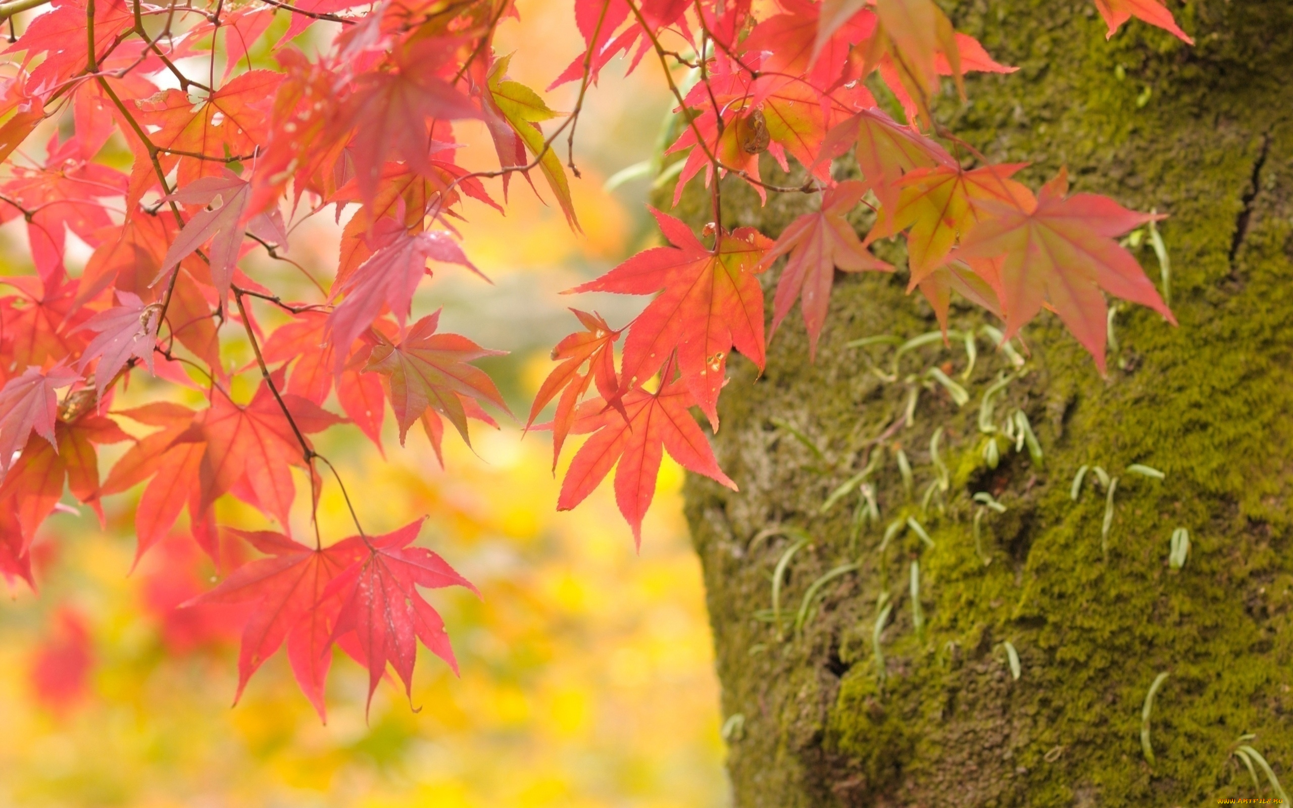 природа, листья, осень, клена, ствол