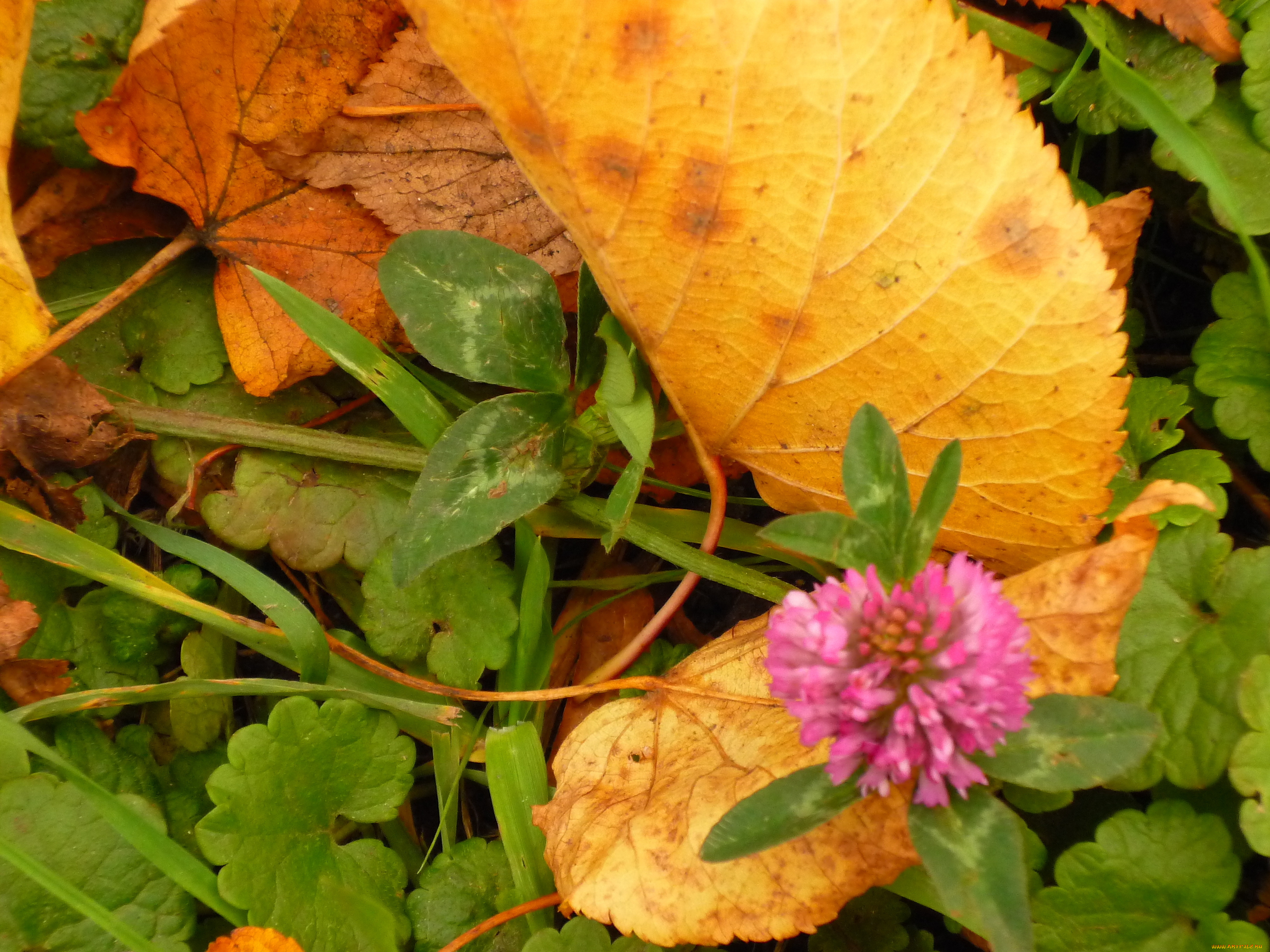 природа, листья, клевер, макро, осень
