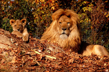 Картинка животные львы малыш сын грива отец