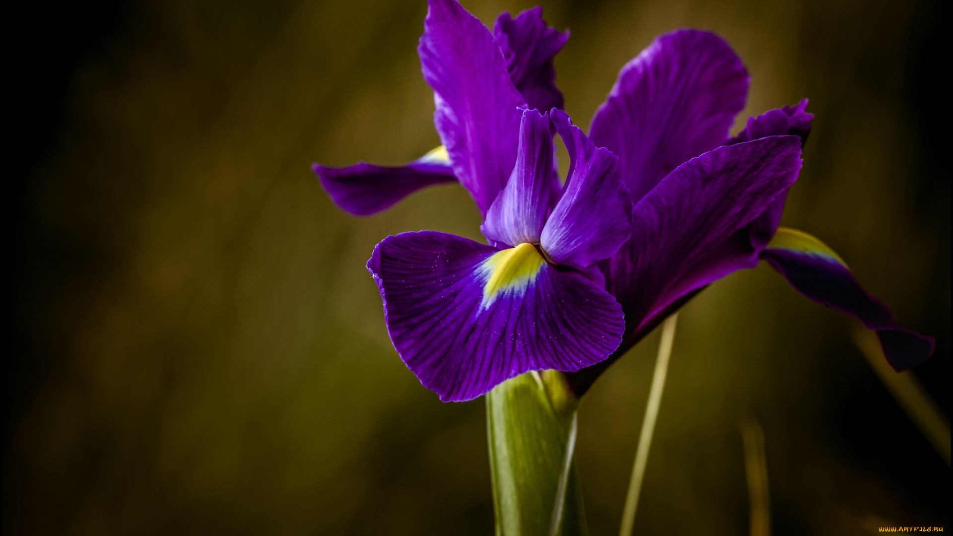 цветы, ирисы, фиолетовый