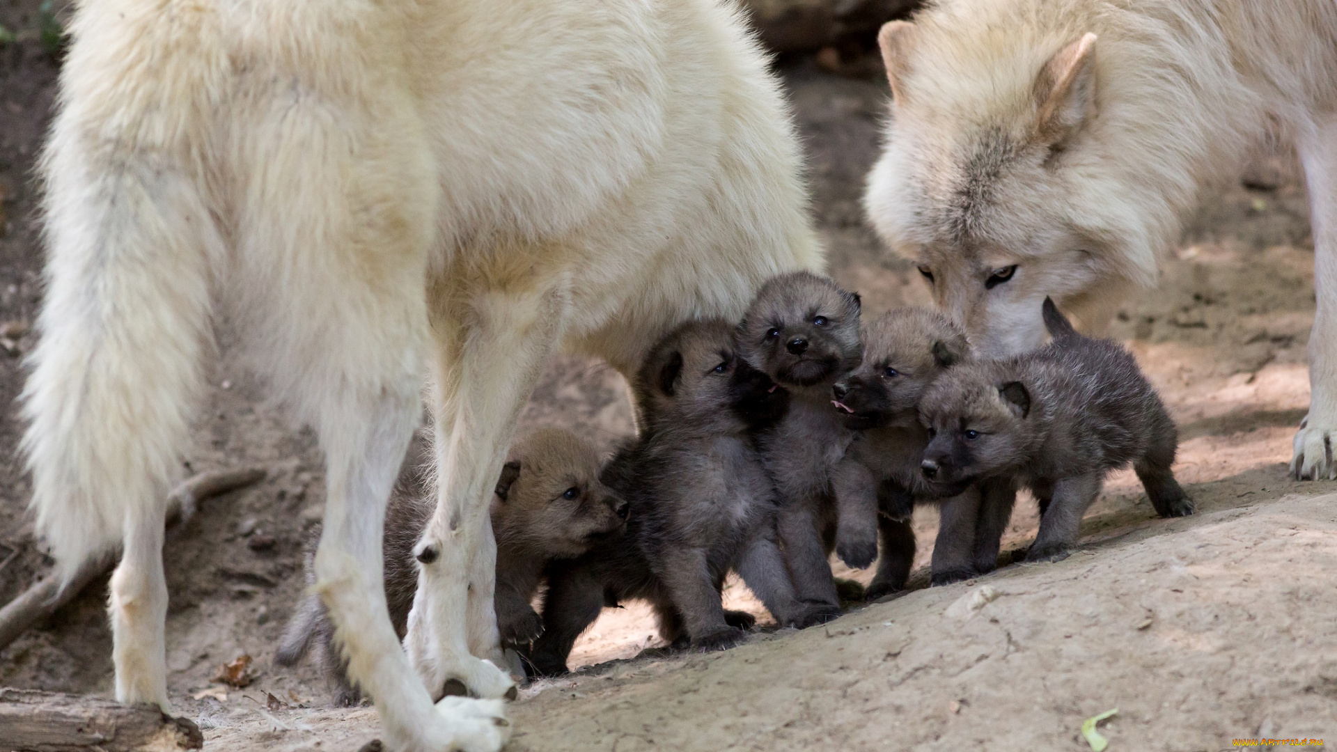 животные, волки, семья, волчата, малыши