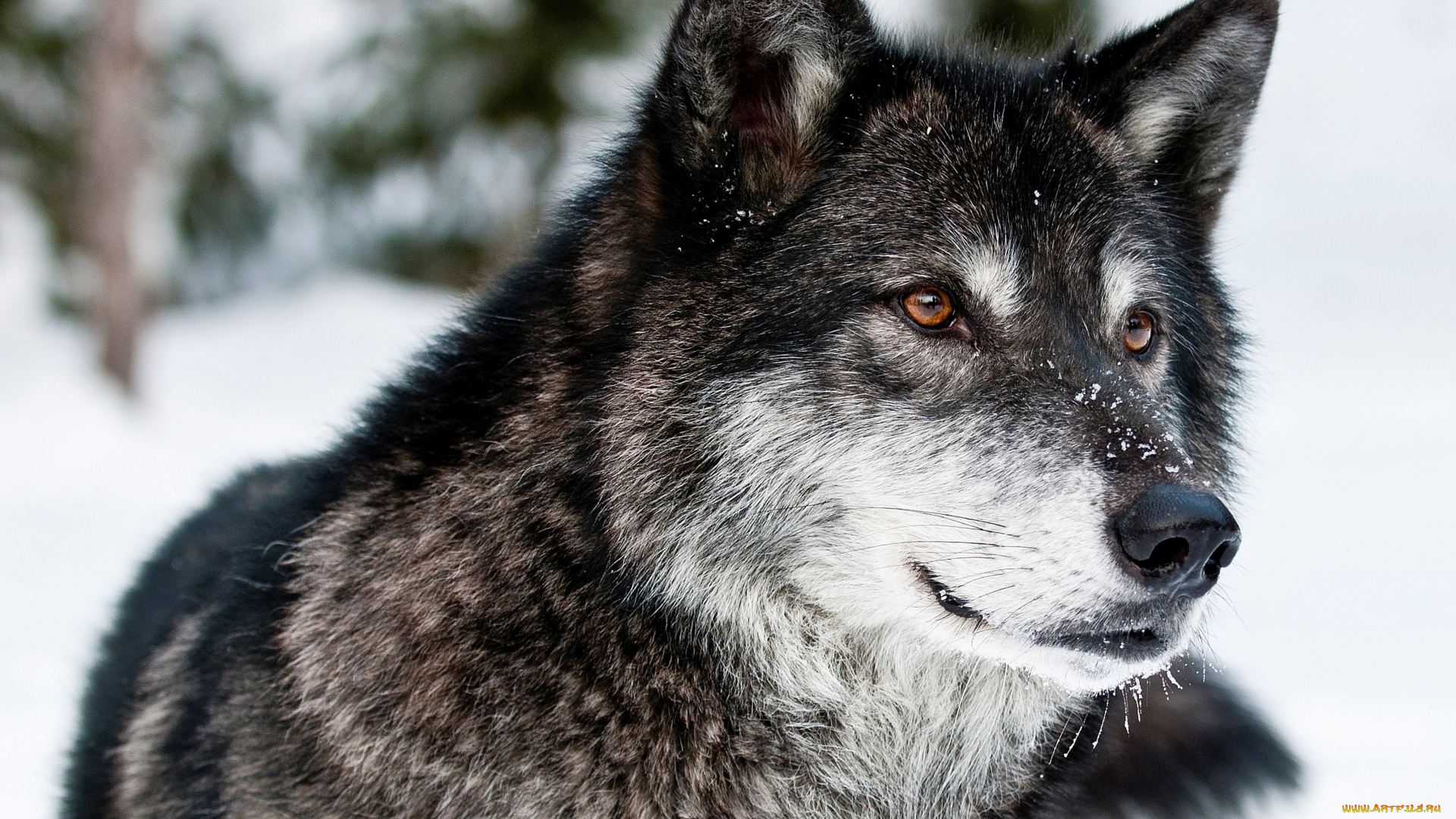 животные, волки, волк, хищник, морда, взгляд, зима, снег, природа