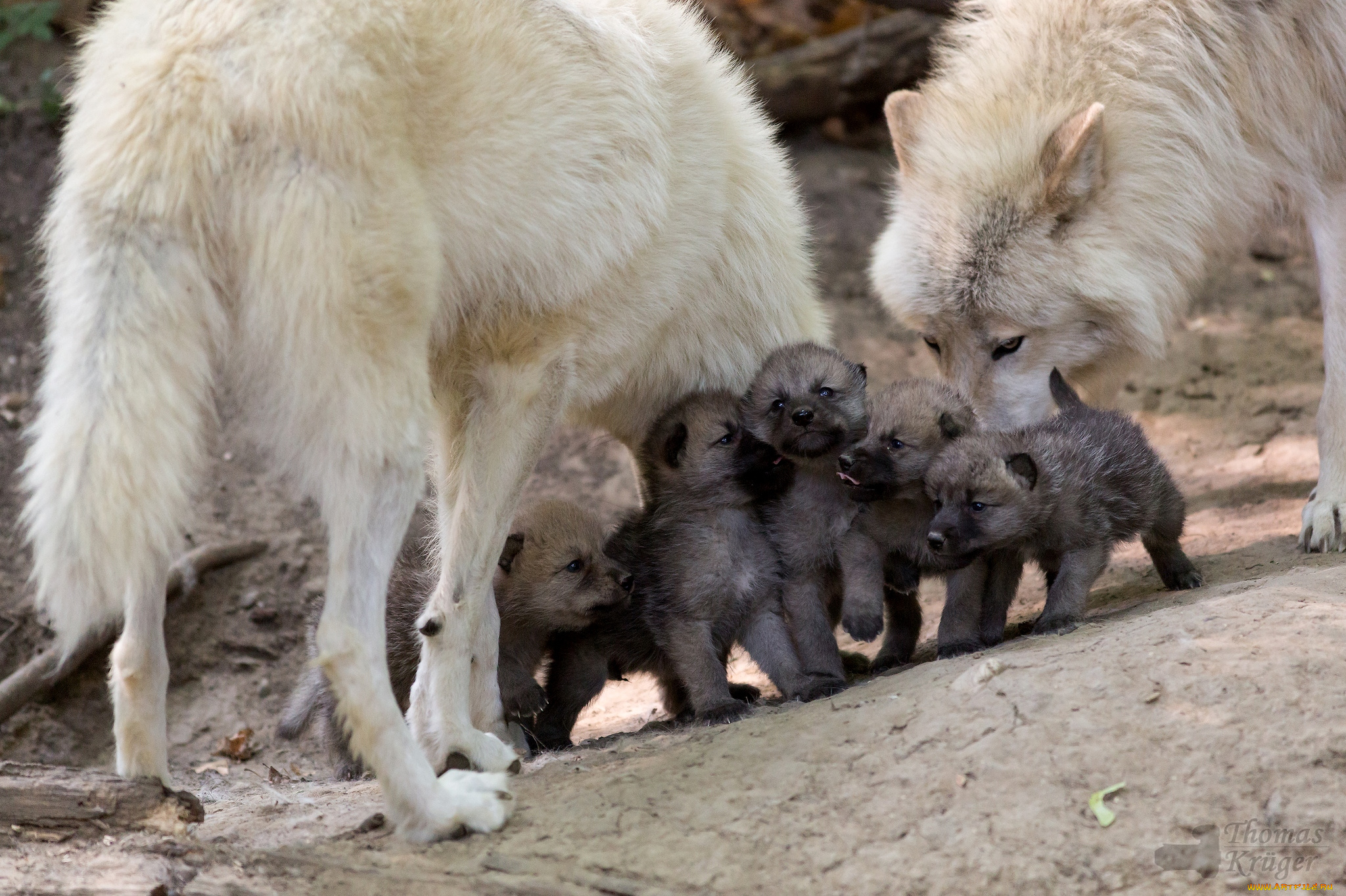 животные, волки, семья, волчата, малыши