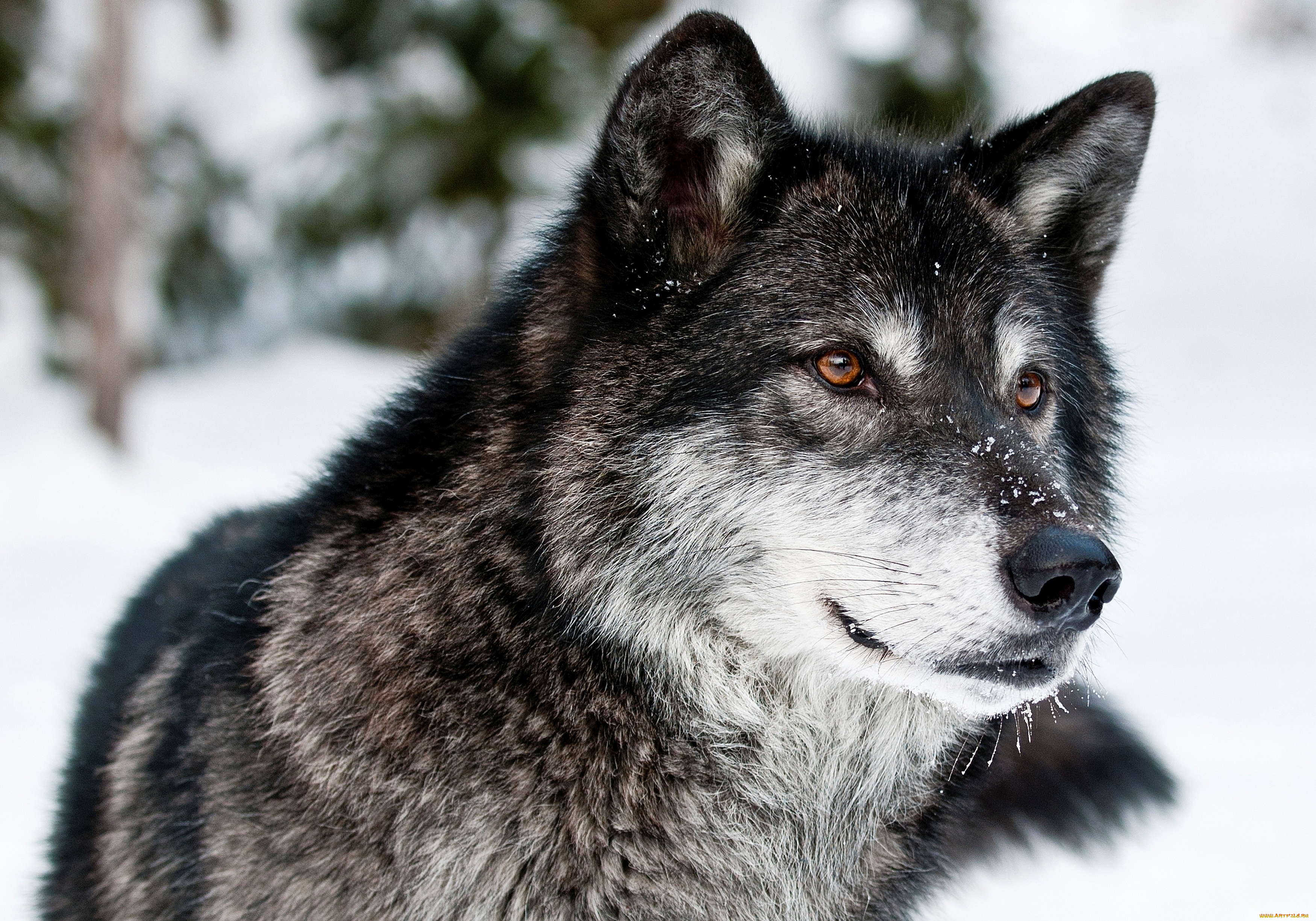животные, волки, волк, хищник, морда, взгляд, зима, снег, природа