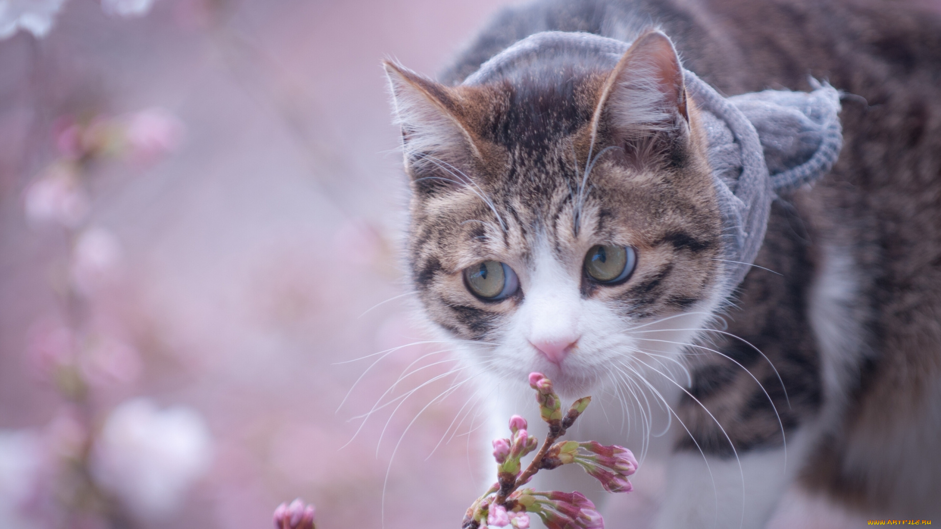 животные, коты, ветка