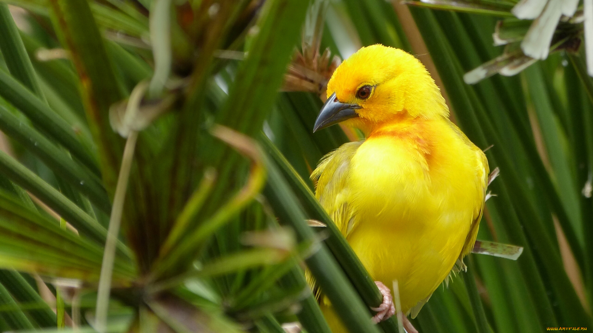 животные, птицы, золотой, ткач, листья, african, golden, weaver