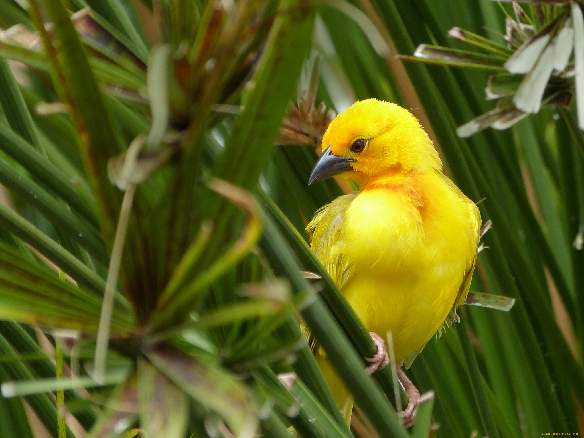 животные, птицы, золотой, ткач, листья, african, golden, weaver