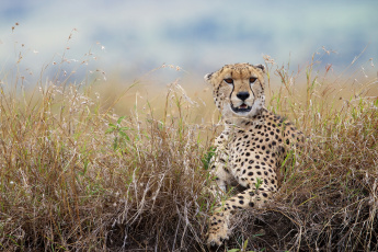 Картинка животные гепарды трава дикая кошка