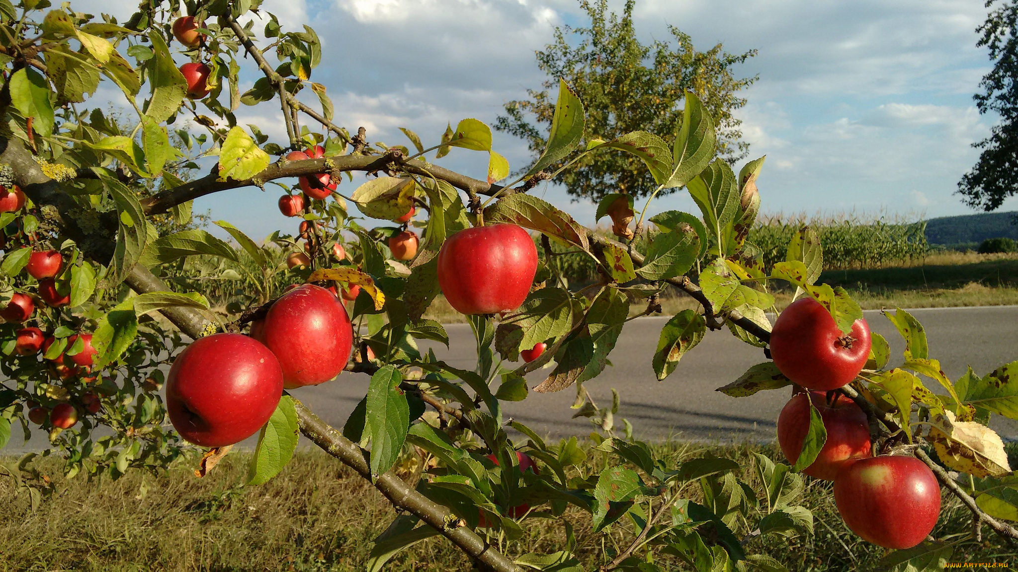 природа, плоды, яблочки