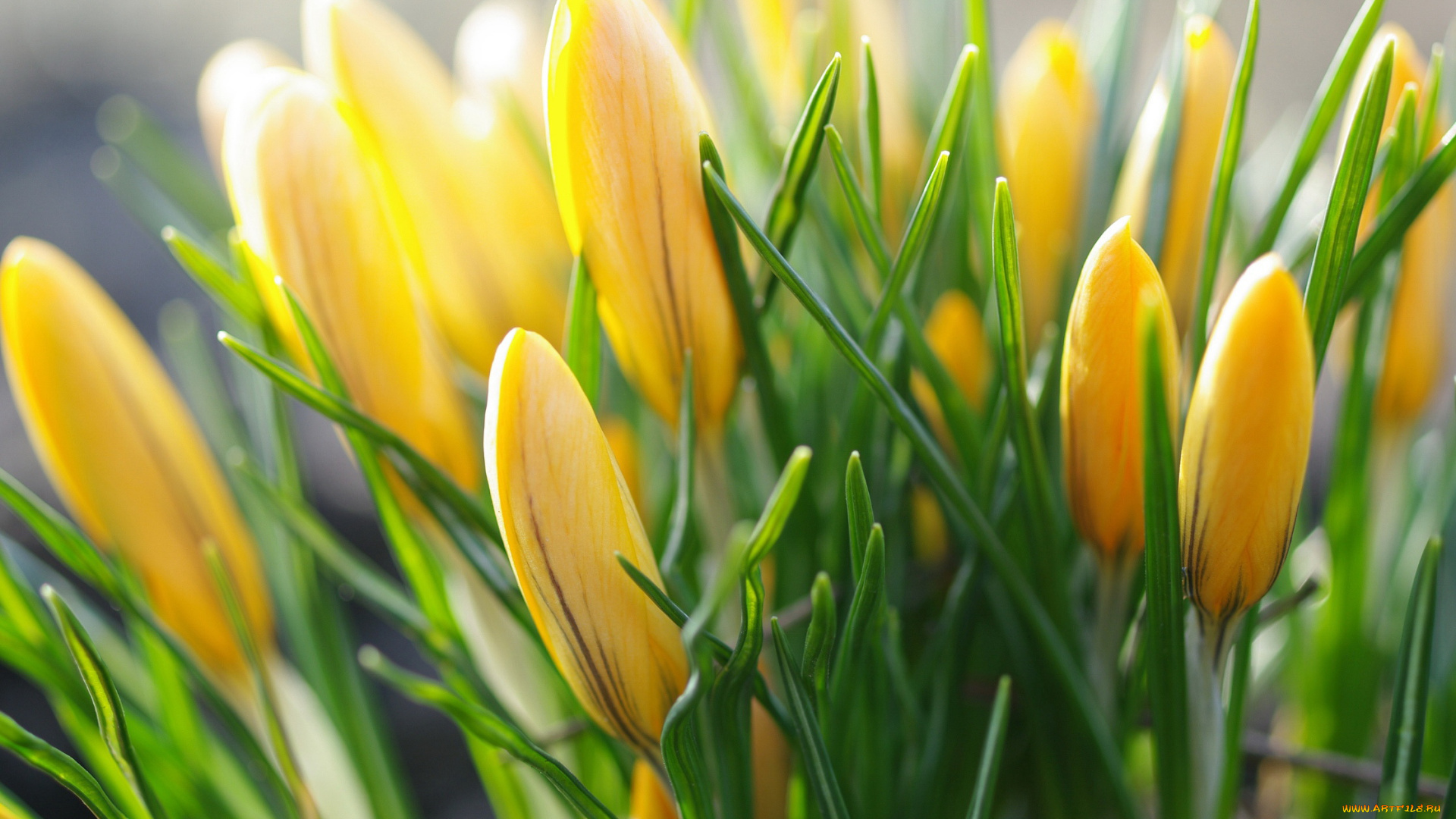 цветы, крокусы, апрель, весна, дача, жёлтый, цвет, красота, луковичные, макро, первоцветы, природа, радость, растения, флора