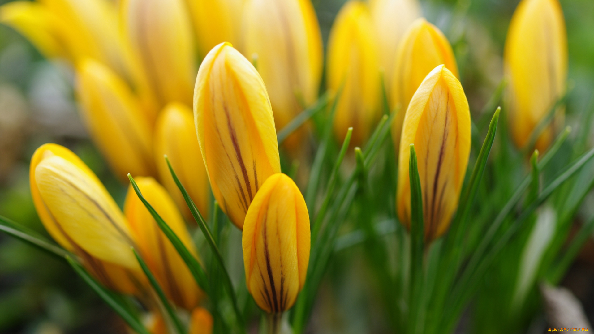 цветы, крокусы, природа, первоцветы, макро, луковичные, красота, флора, растения, радость, весна, апрель, жёлтый, цвет, дача