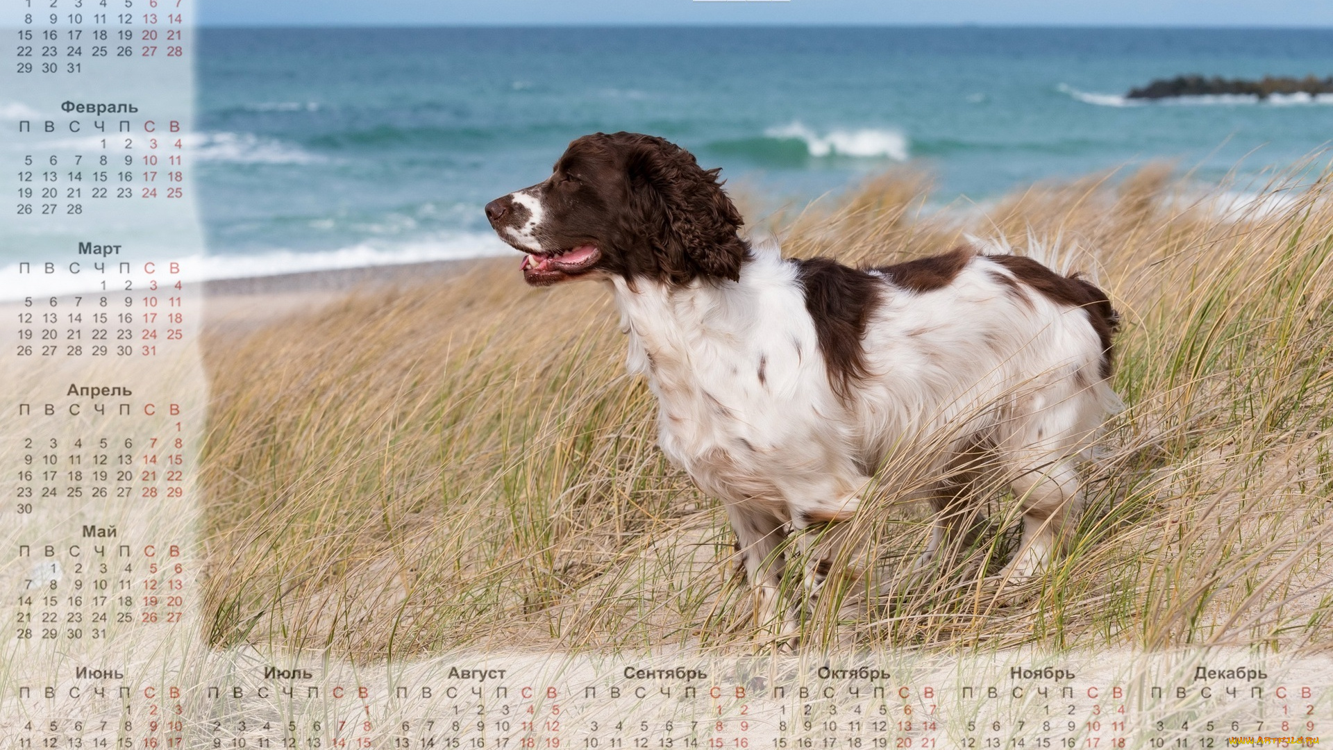 календари, животные, собака, водоем, трава