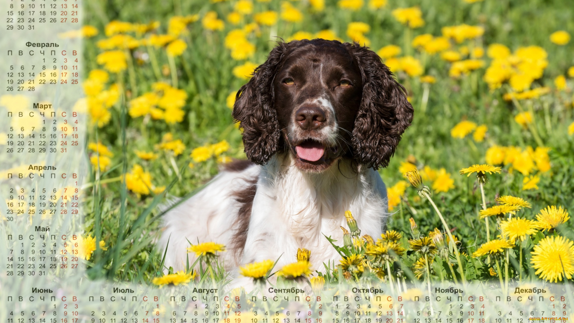 календари, животные, собака, взгляд, цветы