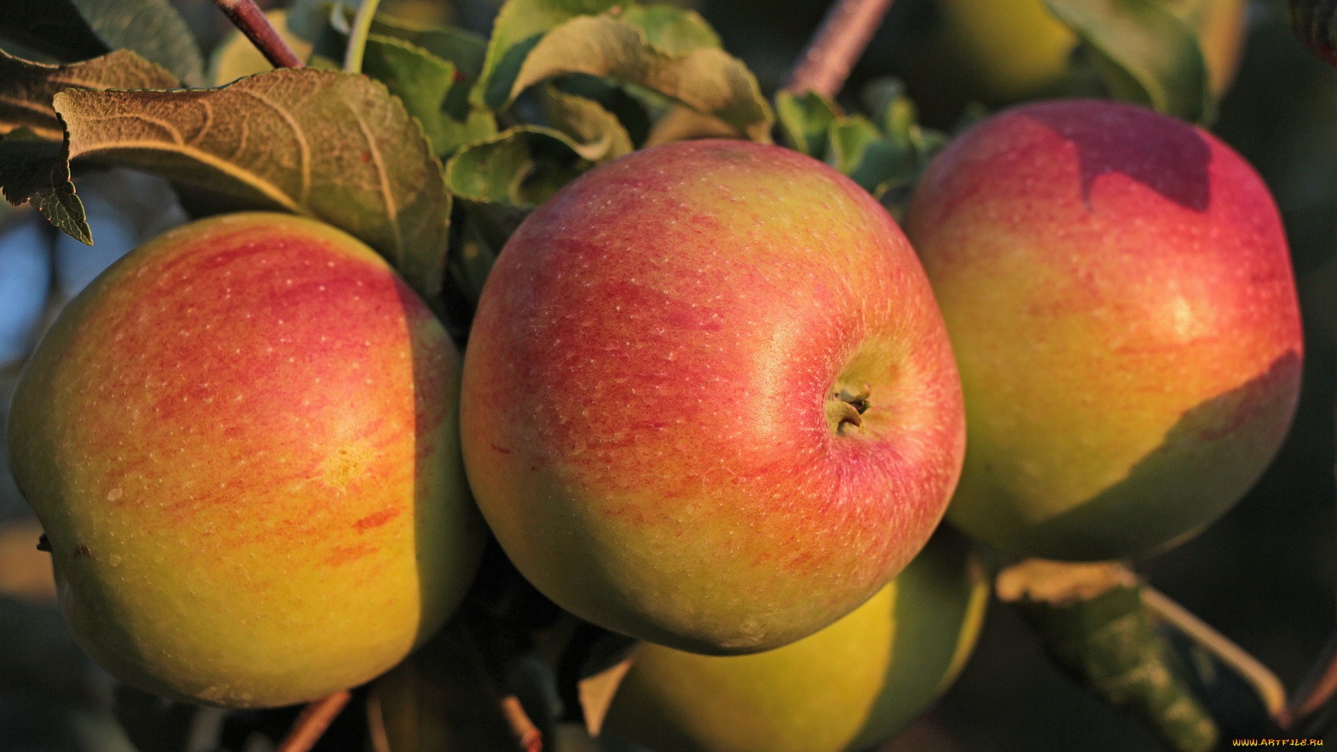 природа, плоды, красота, осень, сад, тамбов, тамбовская, область, яблоки