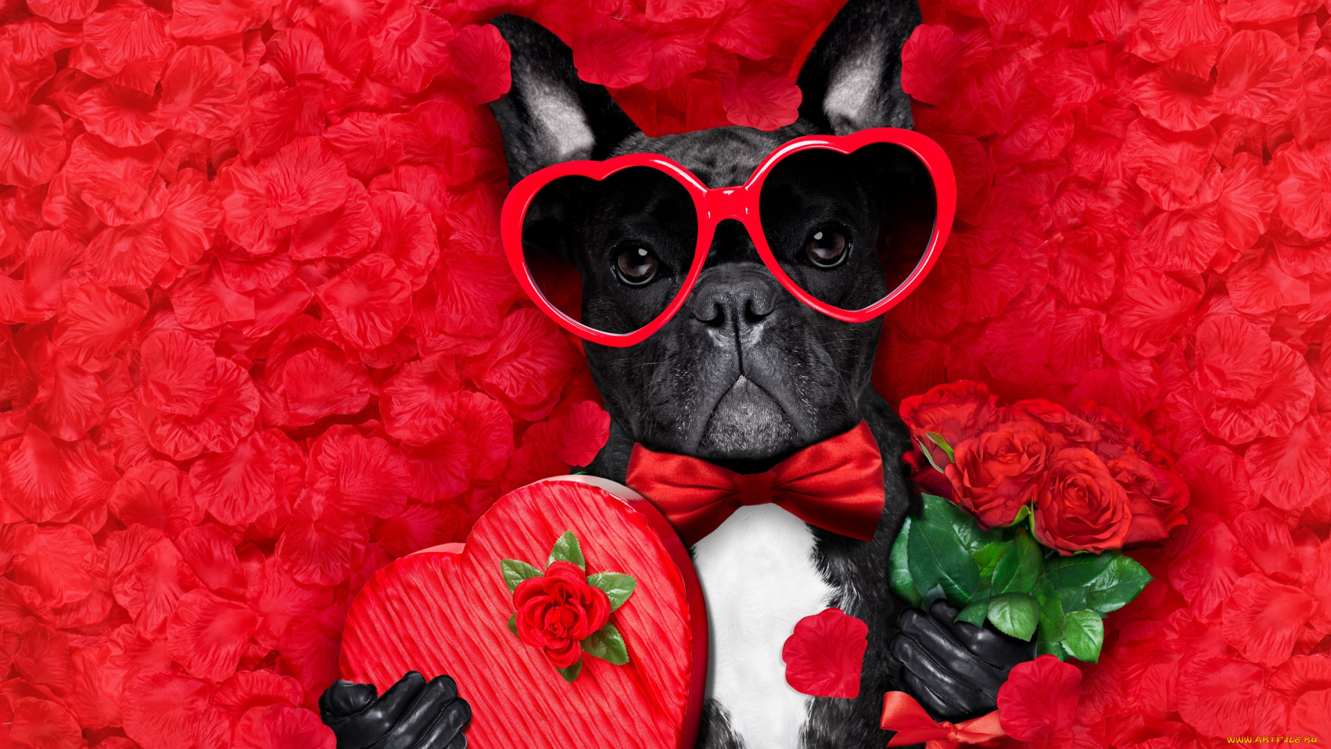 юмор, и, приколы, romantic, лепестки, love, dog, красные, розы, собака, petals, hearts, funny, valentine, rose