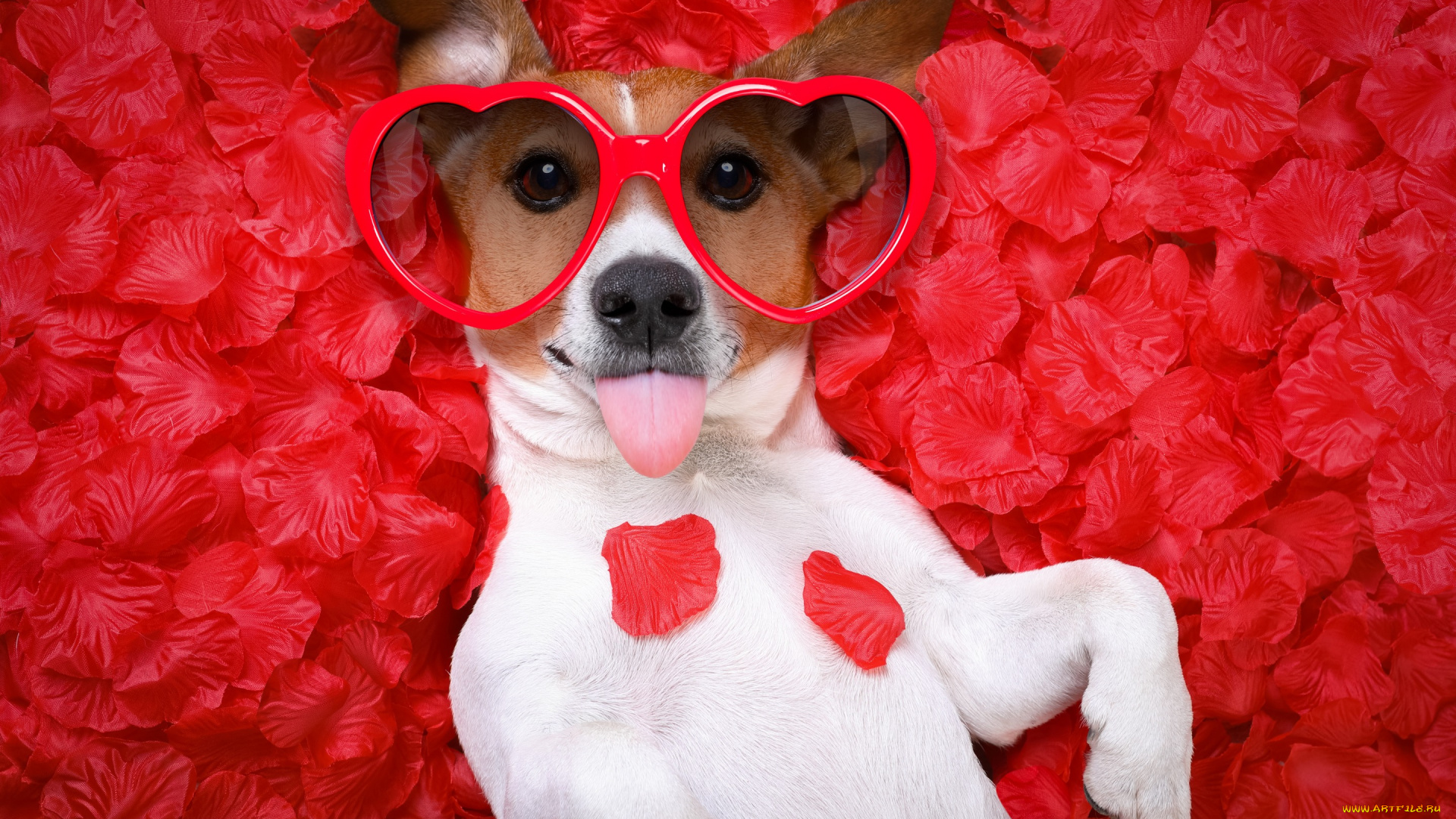 юмор, и, приколы, собака, petals, hearts, funny, rose, dog, love, лепестки, romantic, valentine
