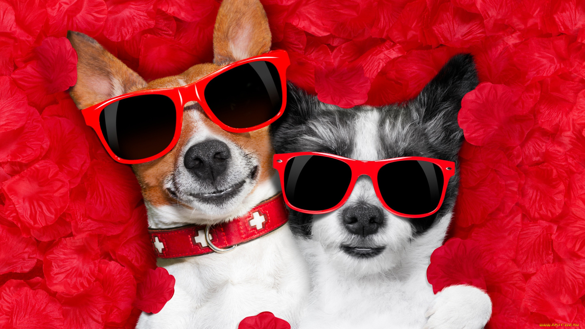 юмор, и, приколы, valentine, dog, rose, romantic, собака, petals, hearts, funny, лепестки, love