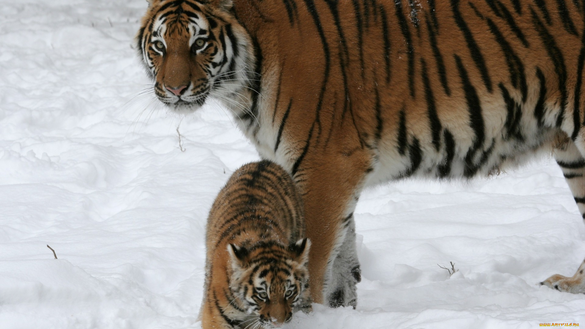 животные, тигры, тигренок, двое, снег