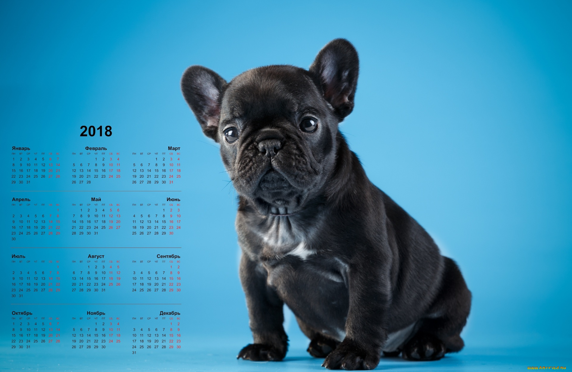 календари, животные, собака, взгляд