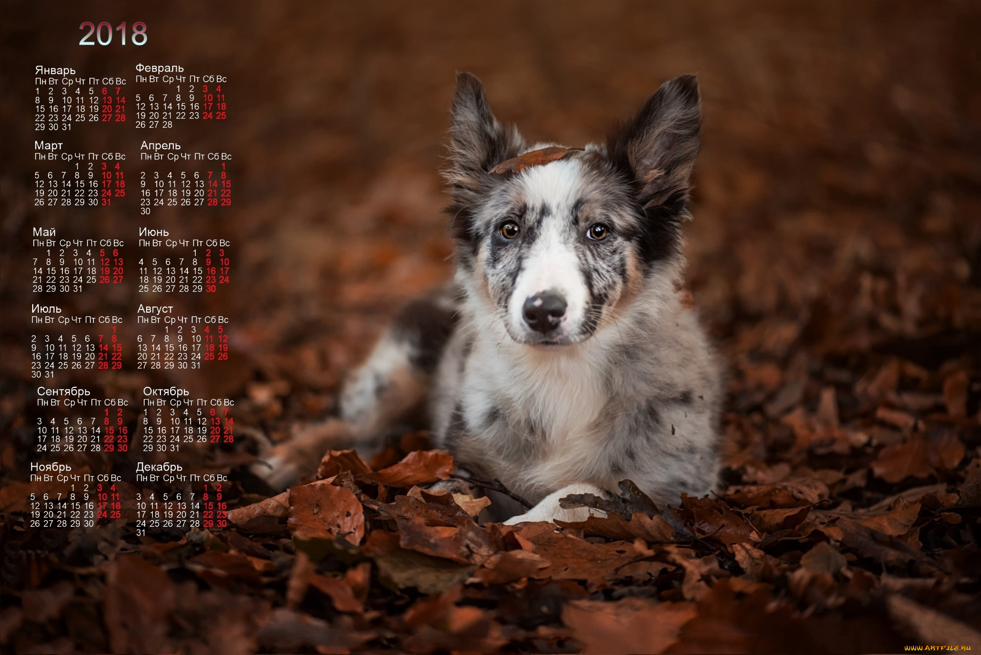 календари, животные, собака, взгляд, листва