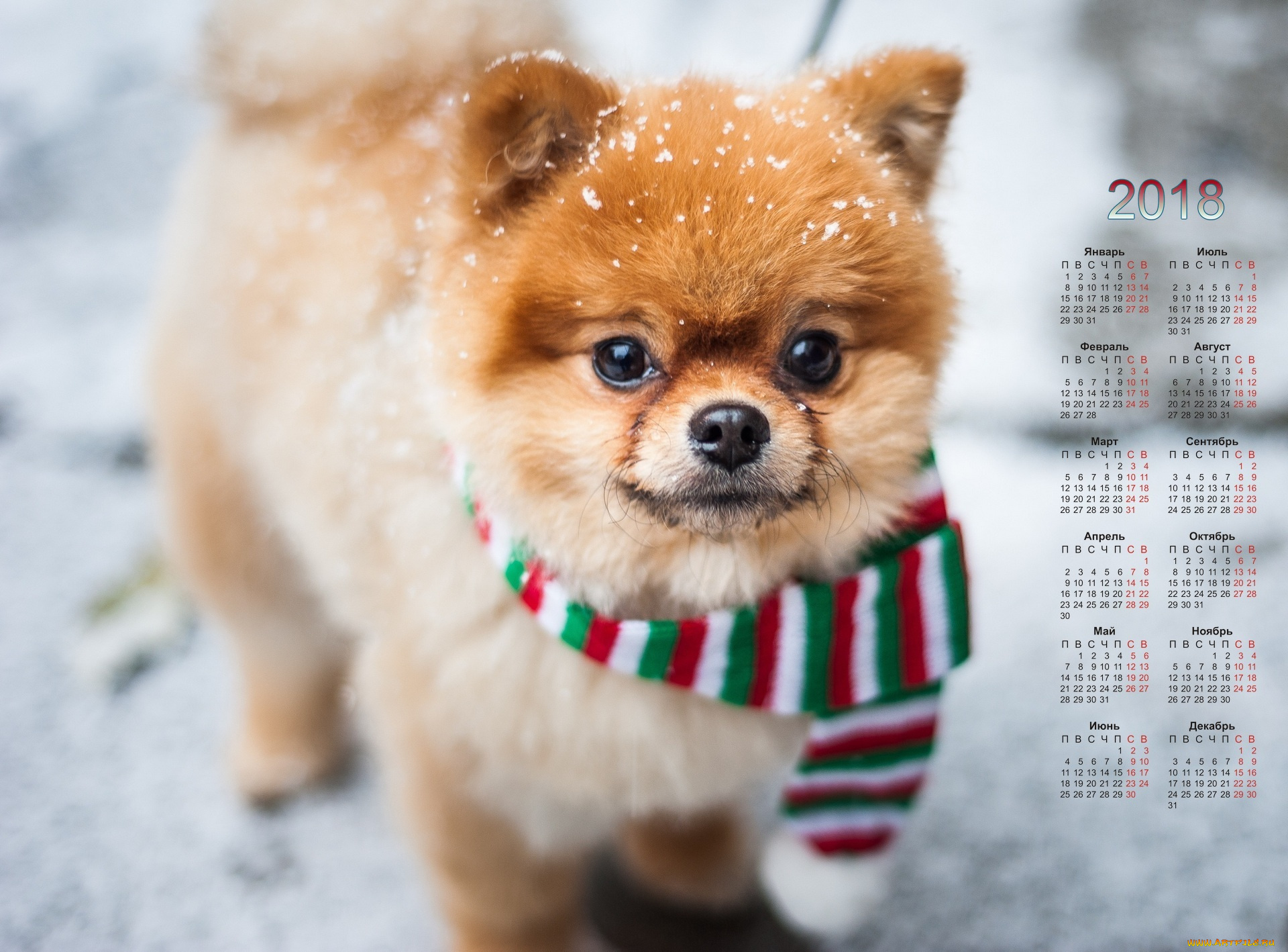 календари, животные, собака, взгляд, шарф