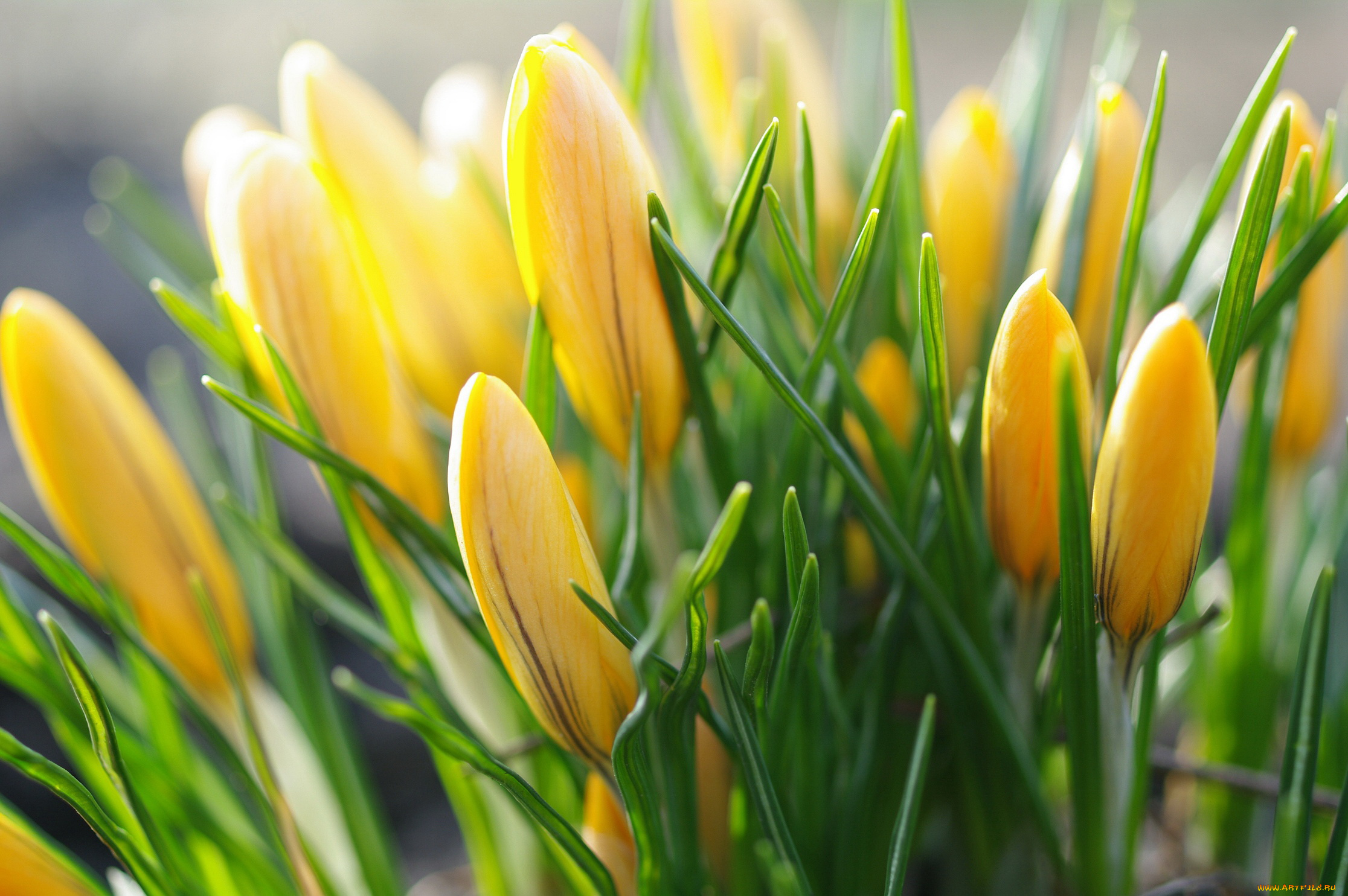 цветы, крокусы, апрель, весна, дача, жёлтый, цвет, красота, луковичные, макро, первоцветы, природа, радость, растения, флора