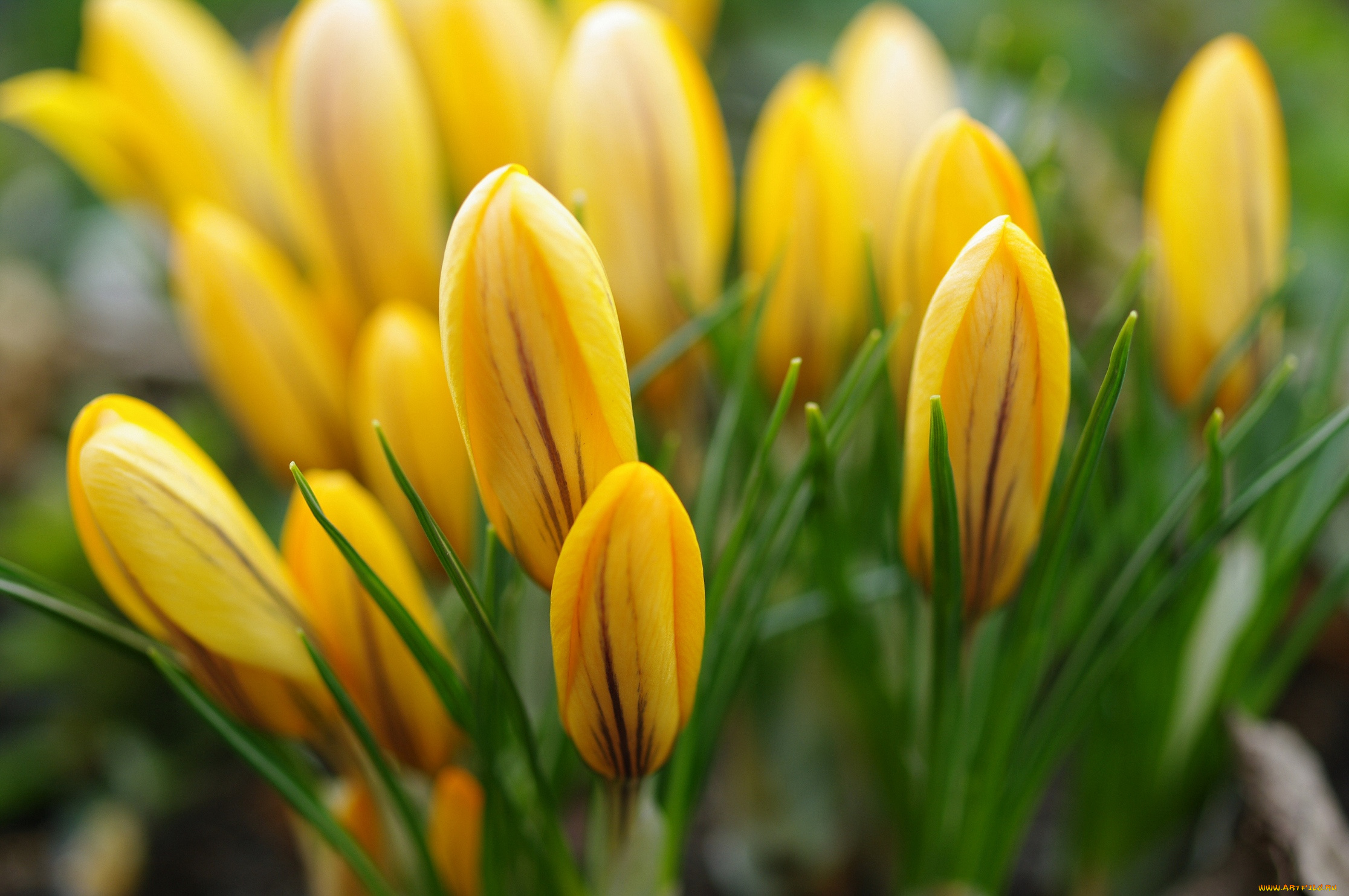 цветы, крокусы, природа, первоцветы, макро, луковичные, красота, флора, растения, радость, весна, апрель, жёлтый, цвет, дача
