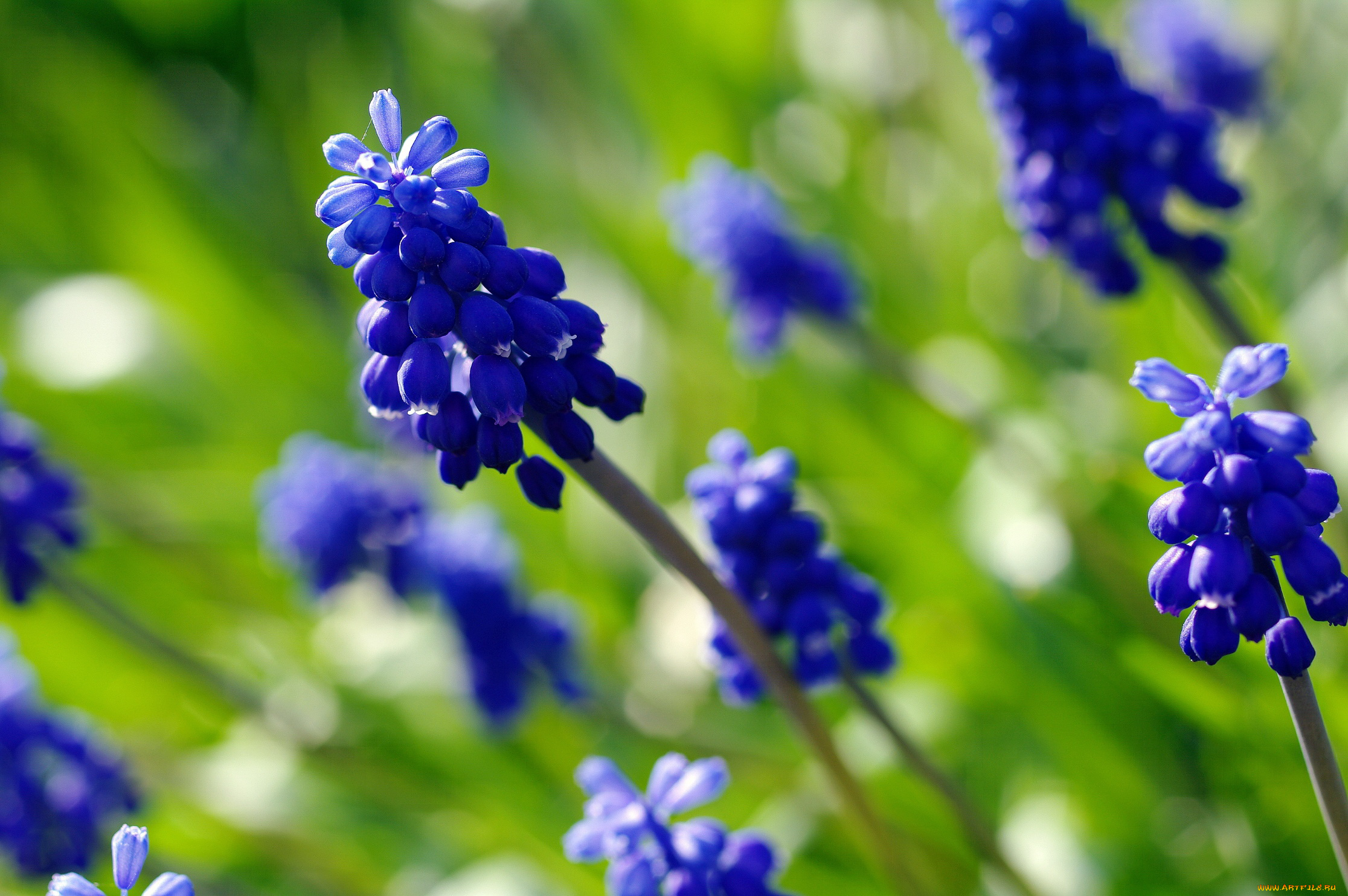 Мускари, синие цветы скачать