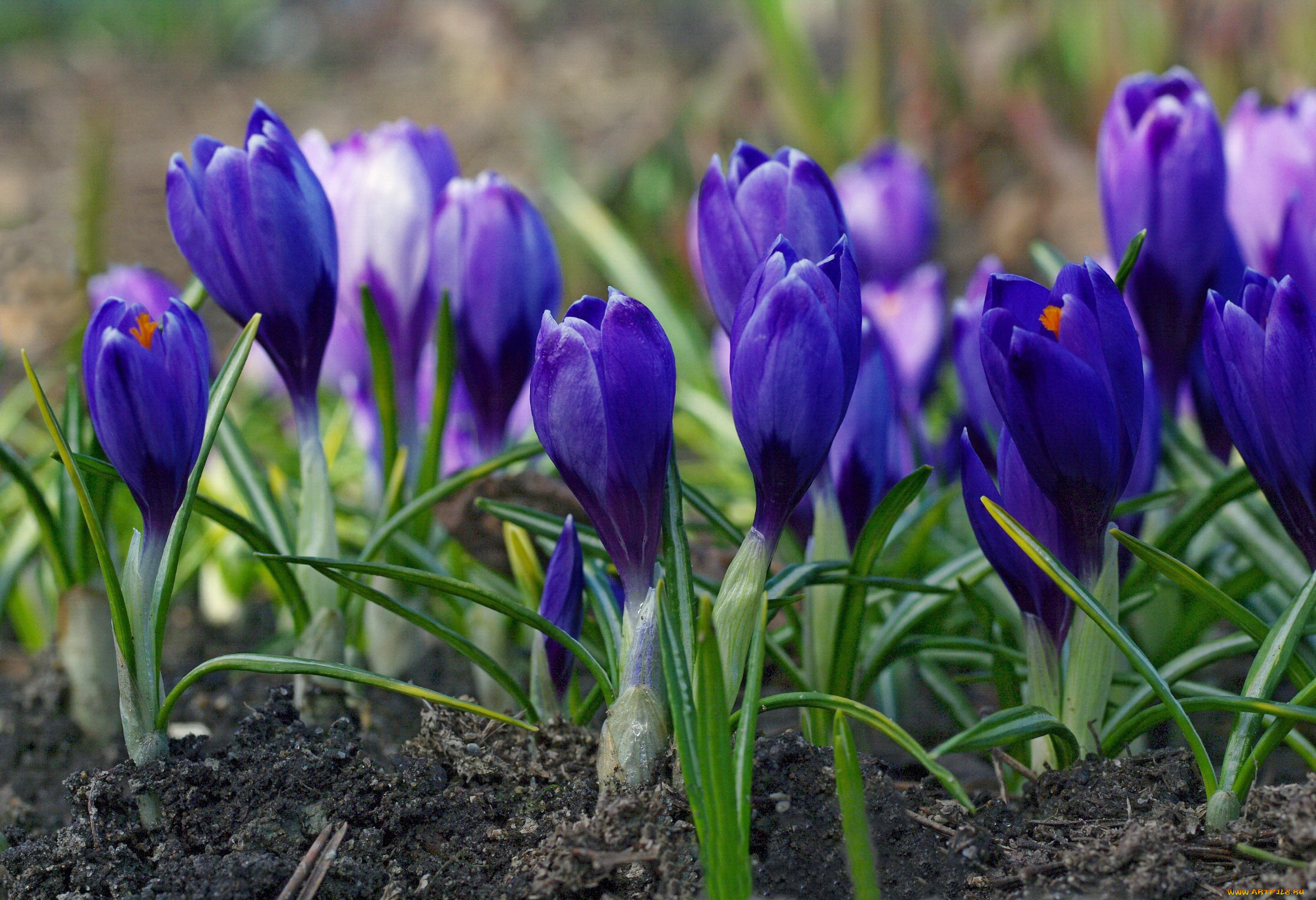 цветы, крокусы, флора, синий, цвет, растения, радость, красота, природа, дача, луковичные, первоцветы, макро, апрель, весна