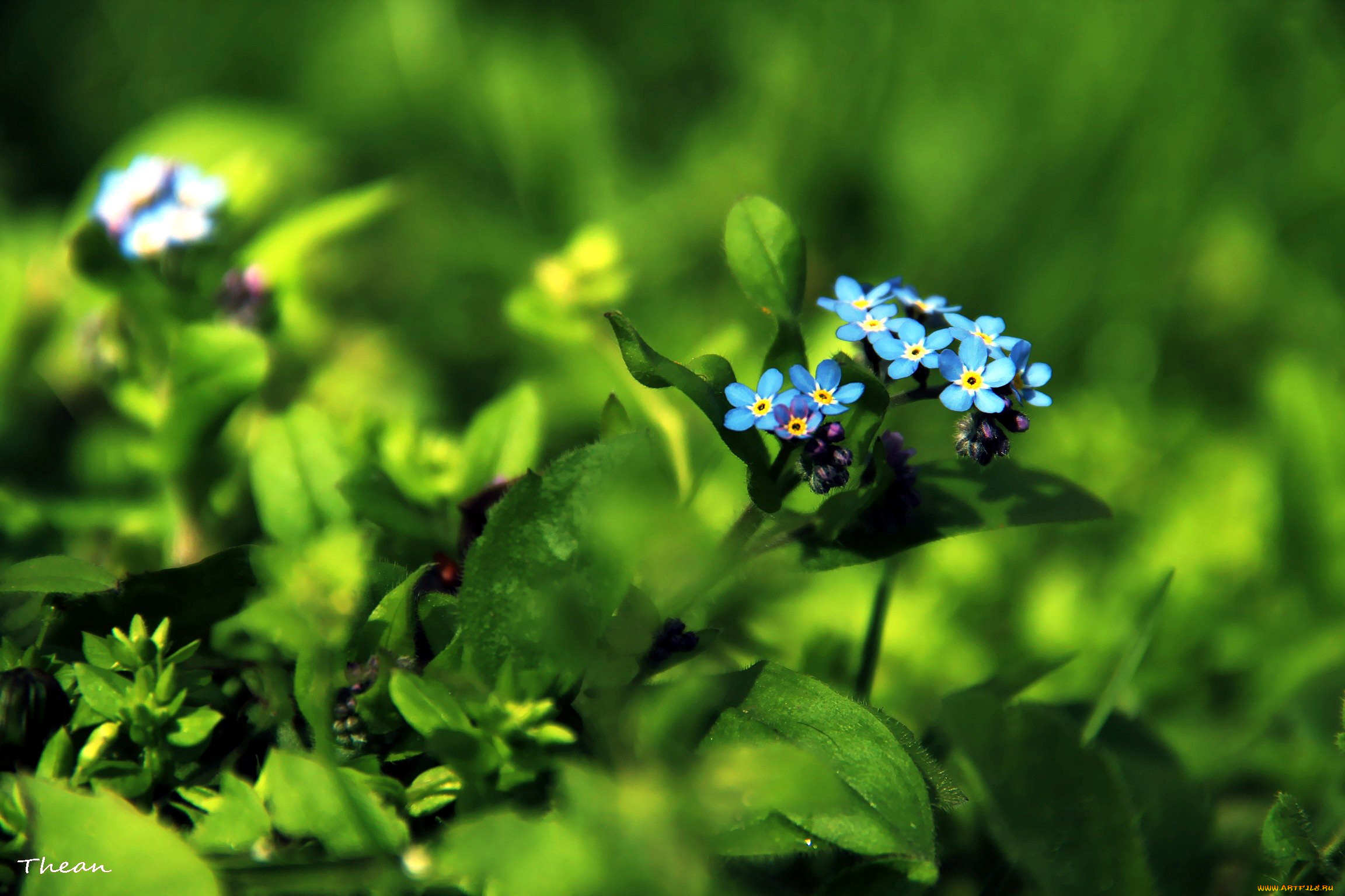цветы, незабудки, синий