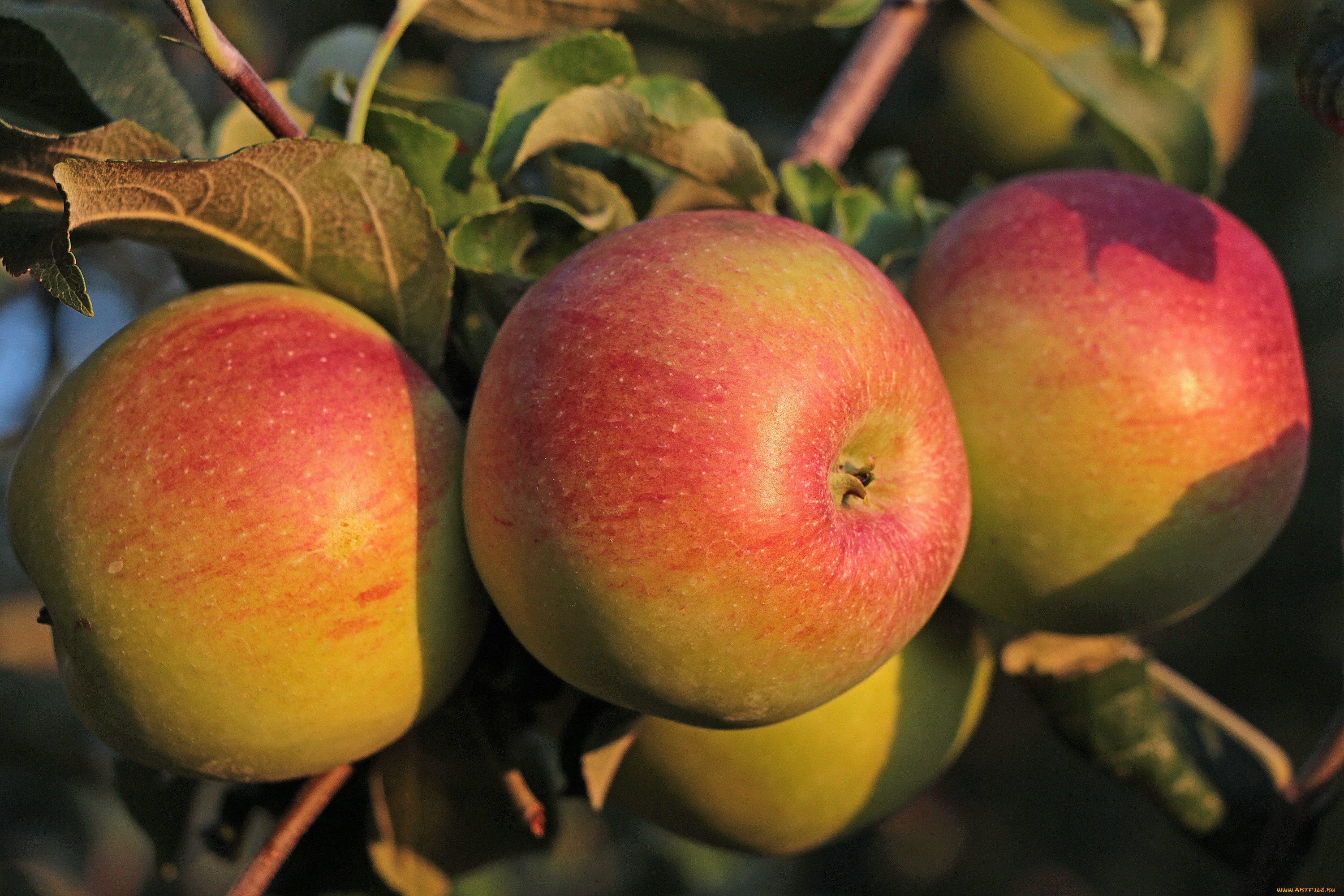 природа, плоды, красота, осень, сад, тамбов, тамбовская, область, яблоки