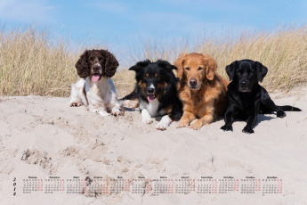 обоя календари, животные, собака, взгляд, четверо, песок, трава