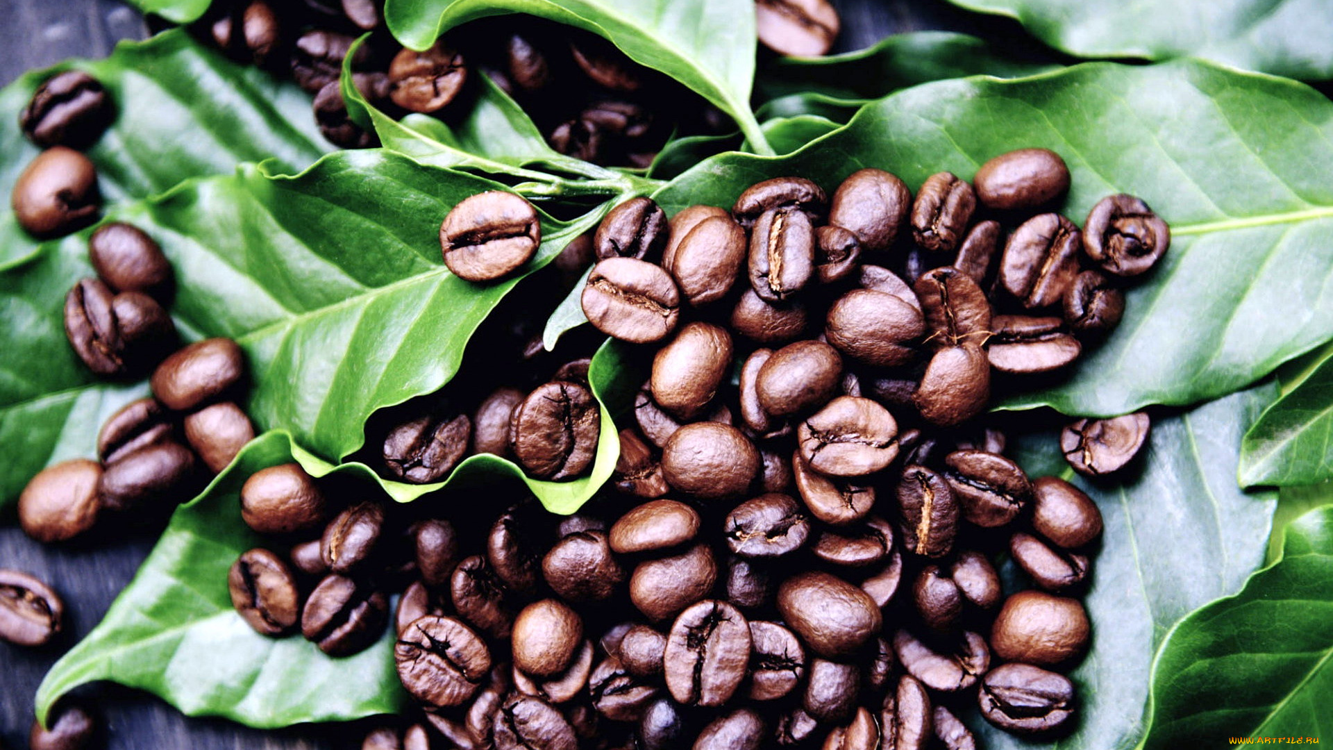 еда, кофе, , кофейные, зёрна, листья, зерна, кофейные